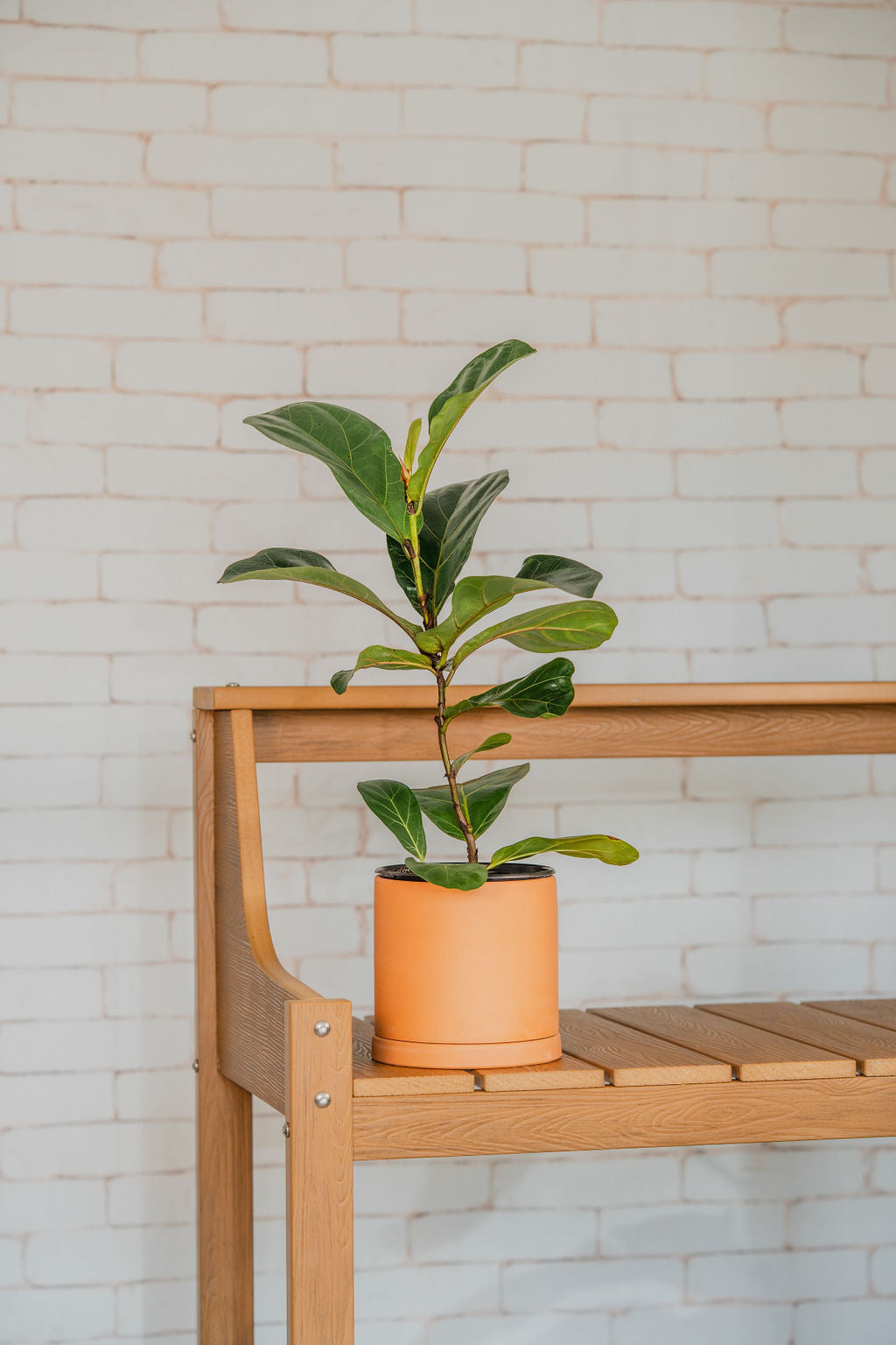 Ficus Fiddle Leaf Fig Single Stem