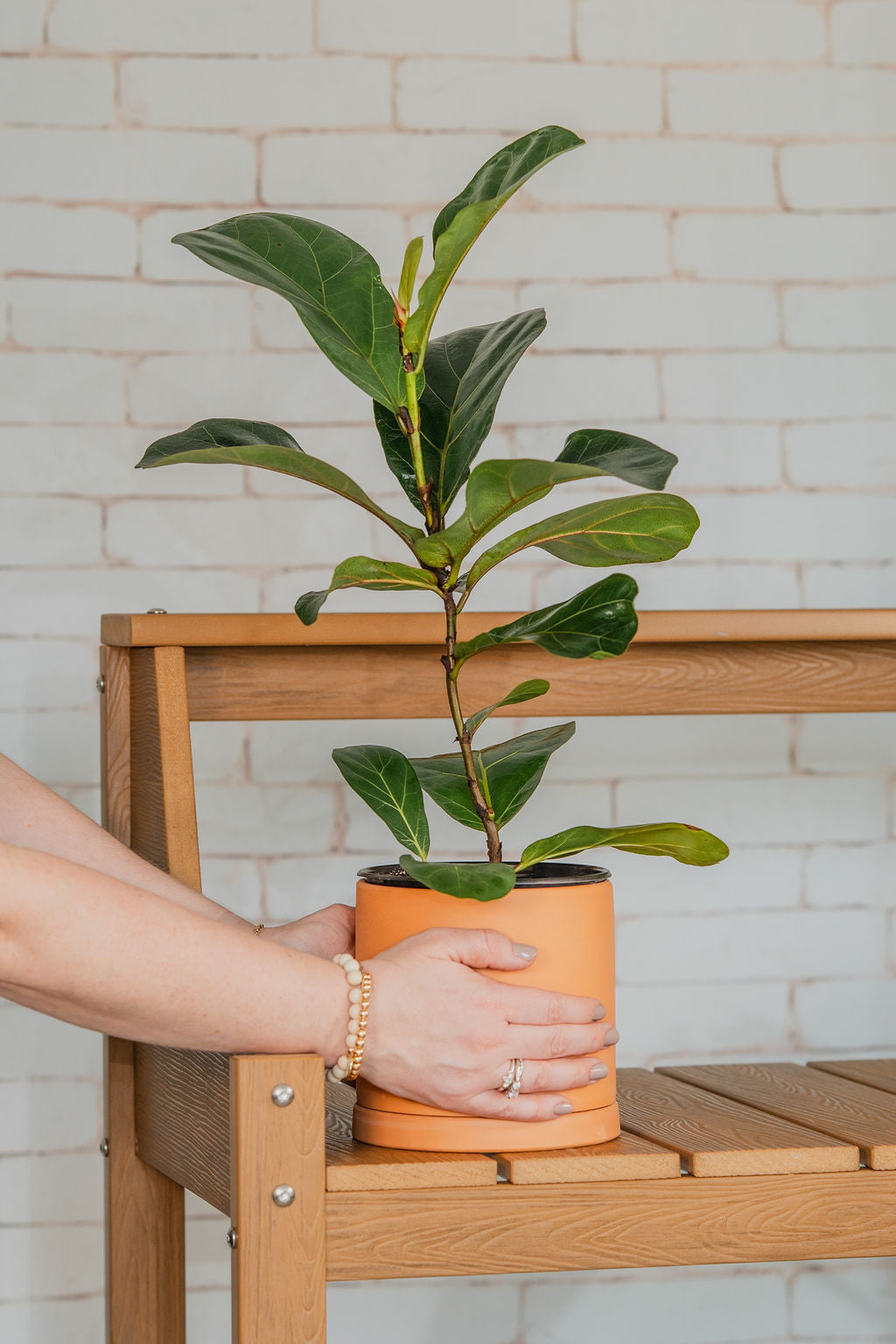 Ficus Fiddle Leaf Fig Single Stem