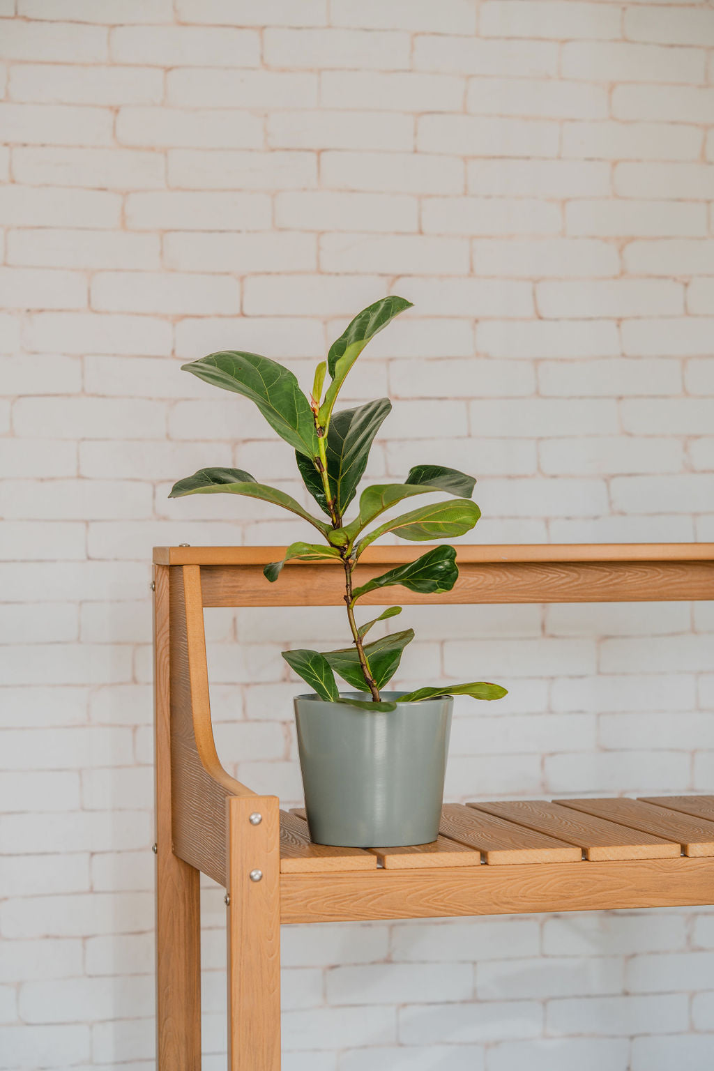 Ficus Fiddle Leaf Fig Single Stem