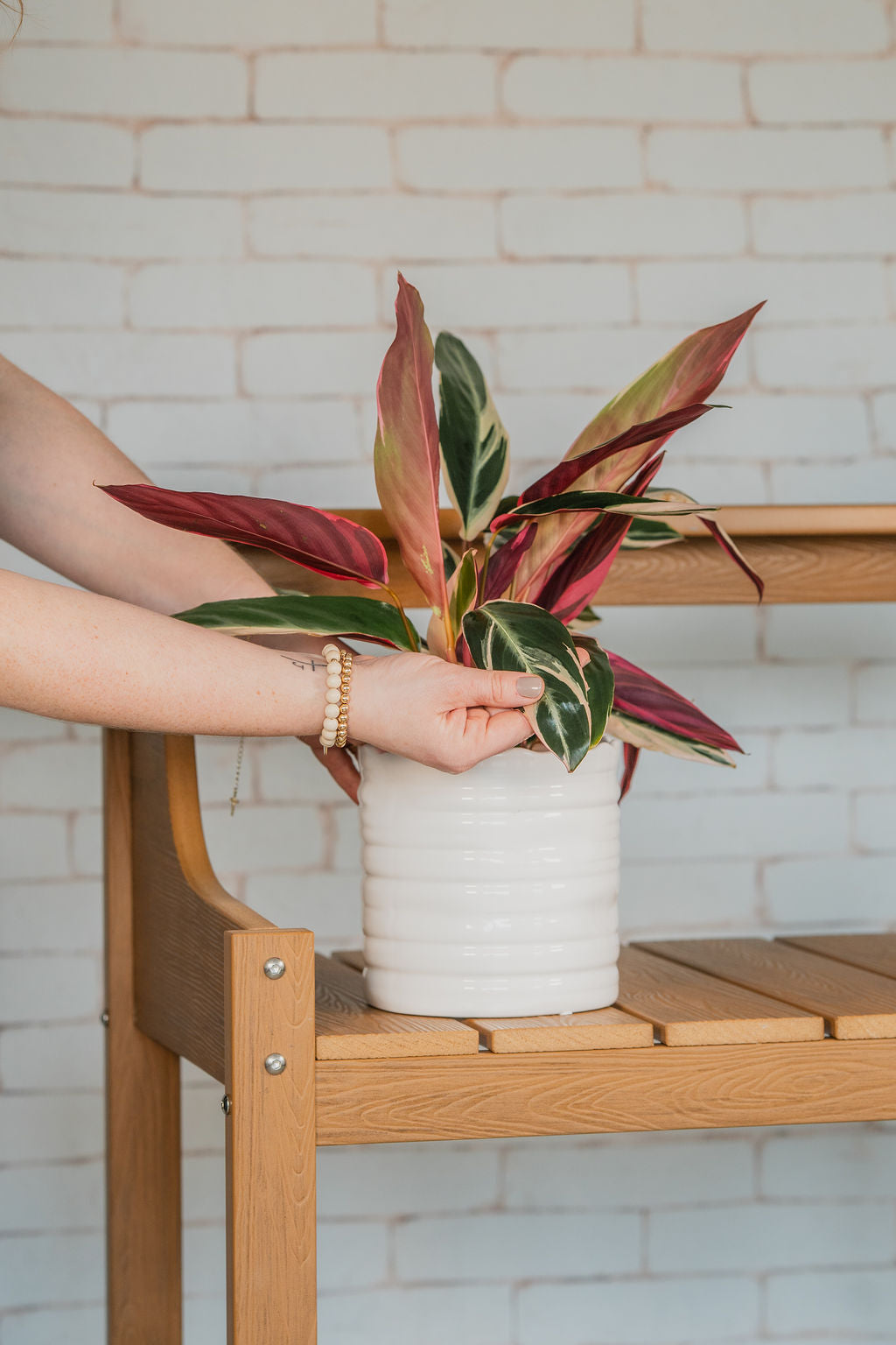 Stromanthe Triostar colorful houseplant care