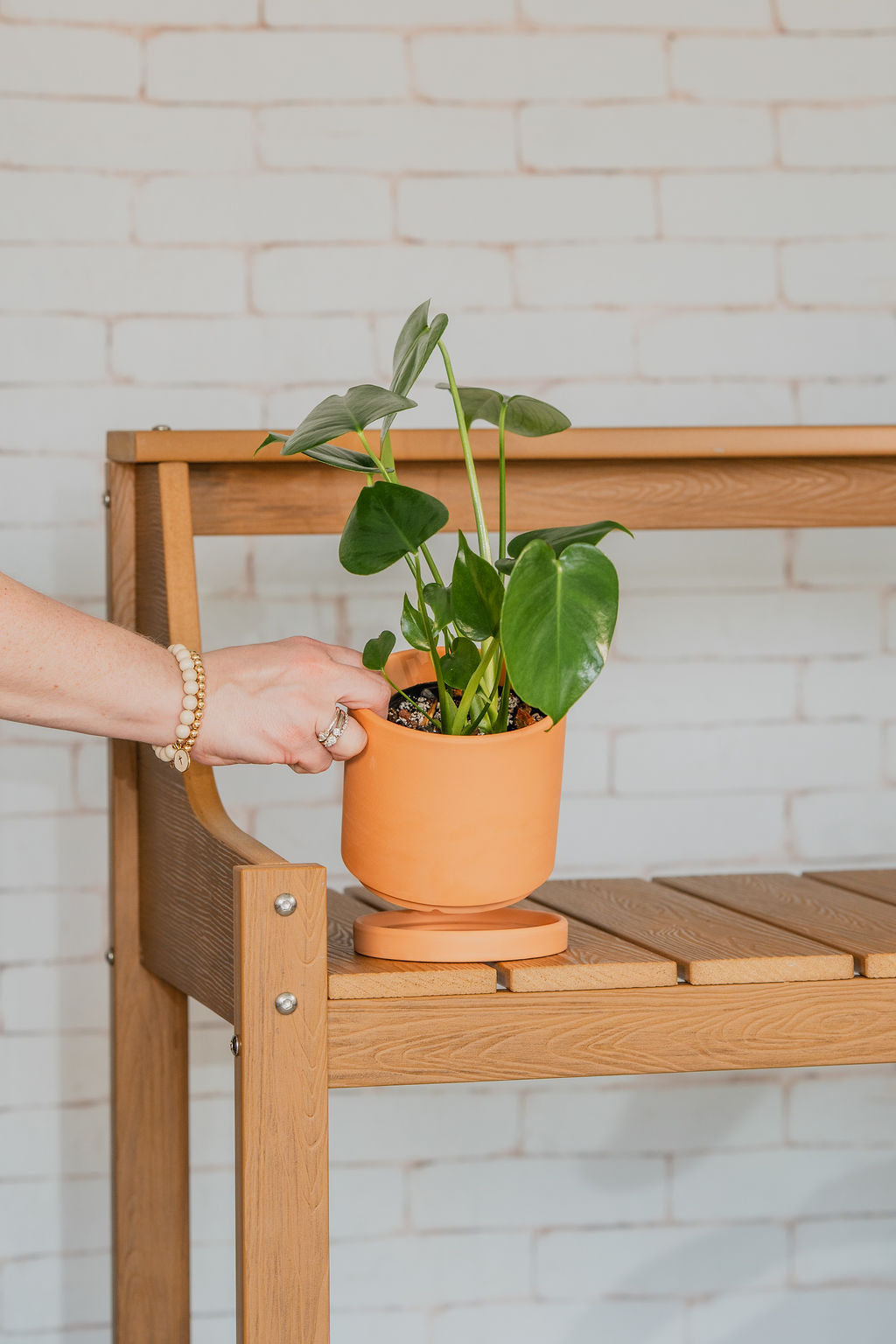 Split Leaf Monstera