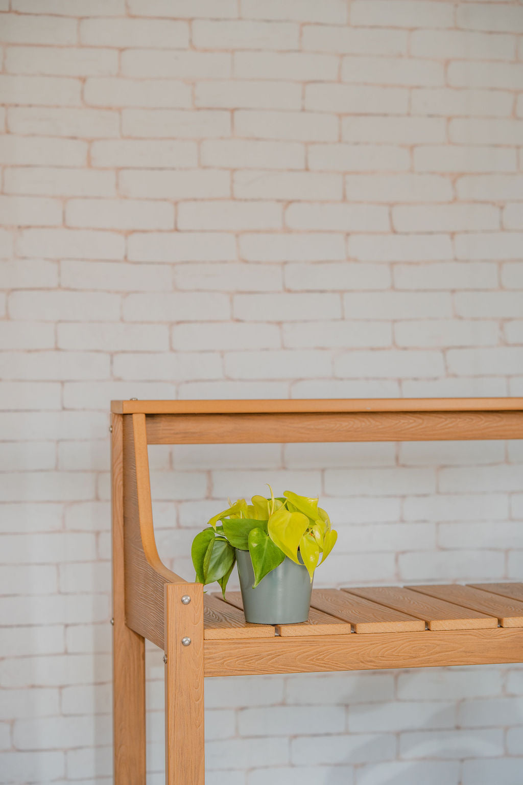 Neon Pothos