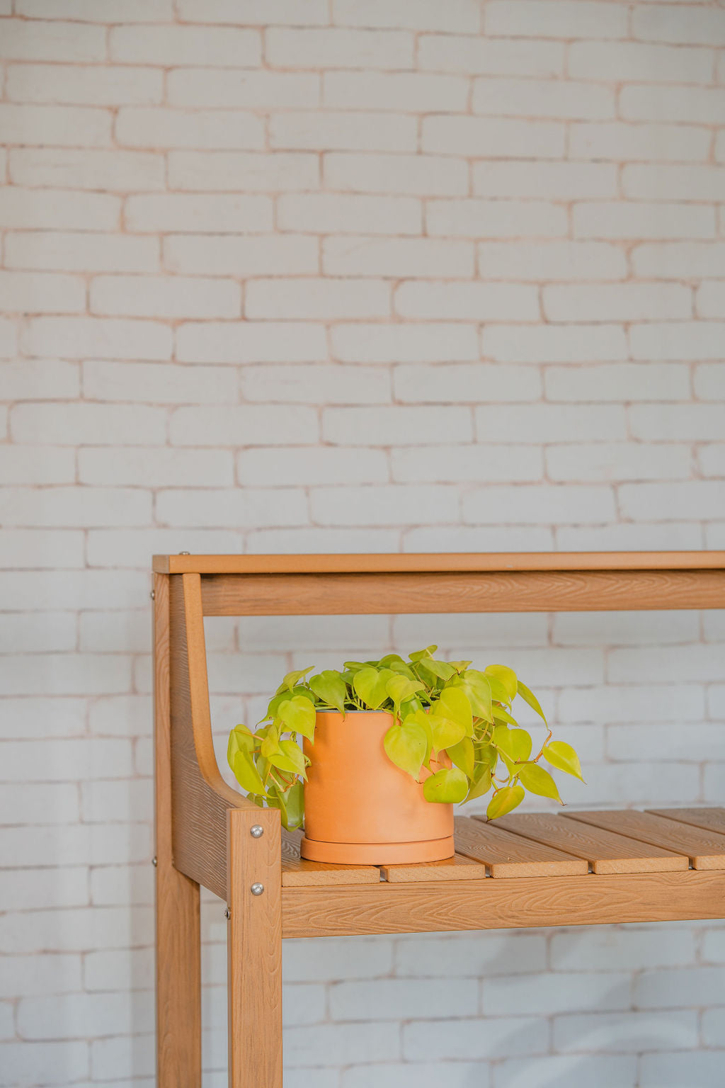 Neon Pothos