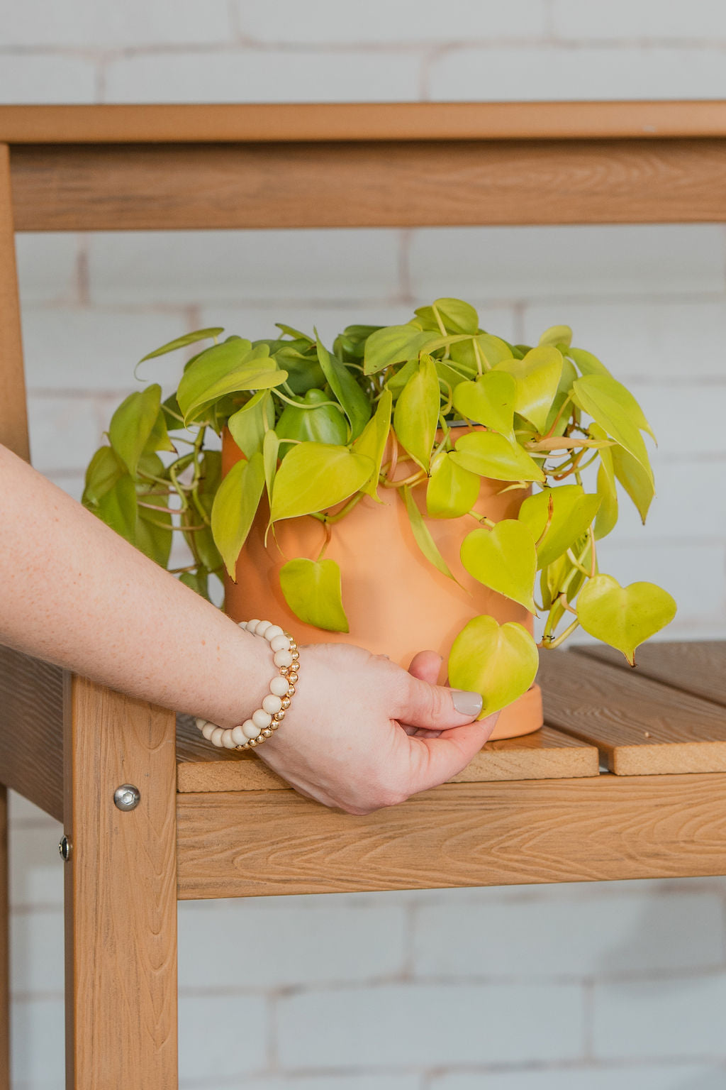 Neon Pothos