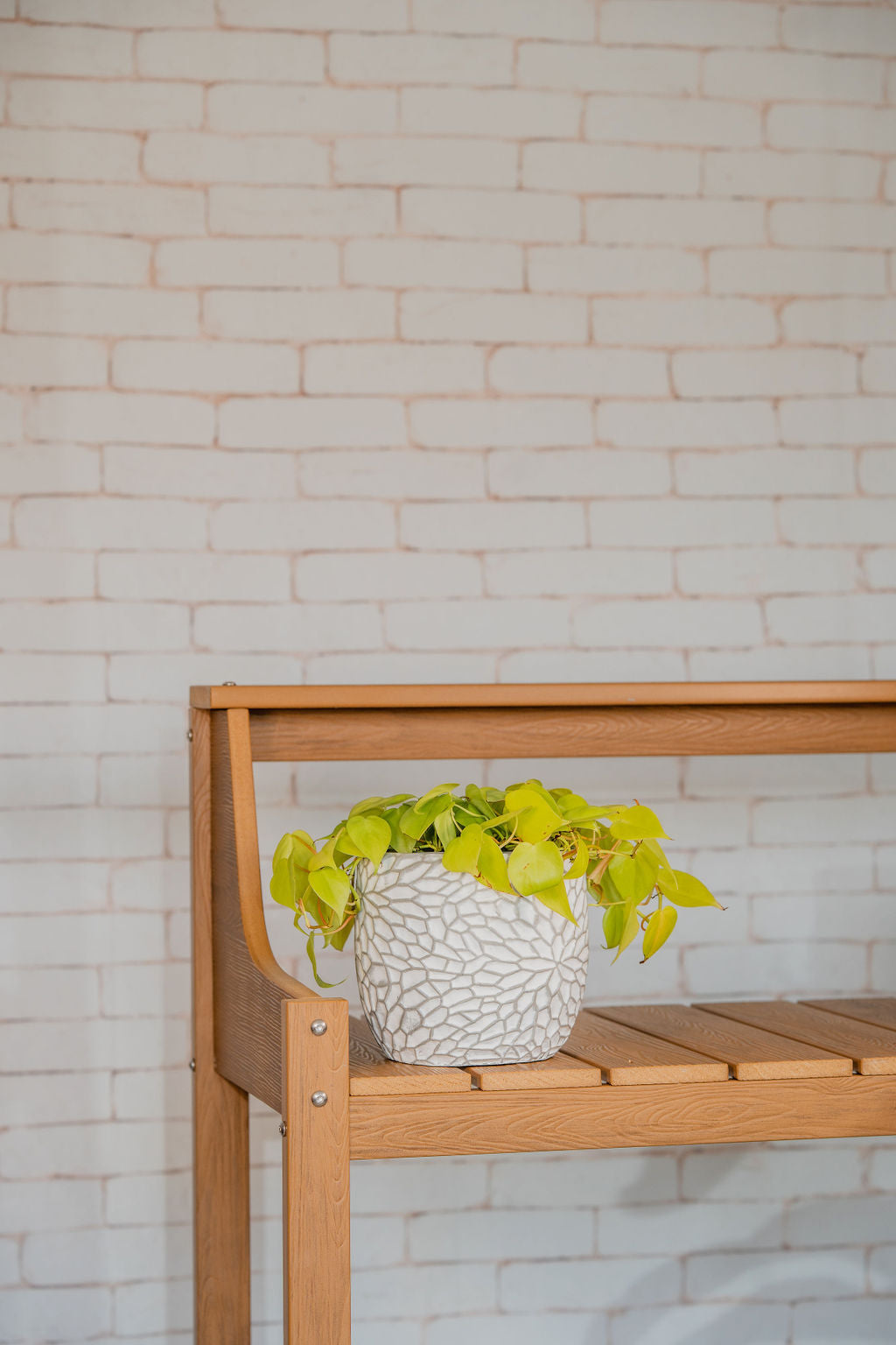 Neon Pothos