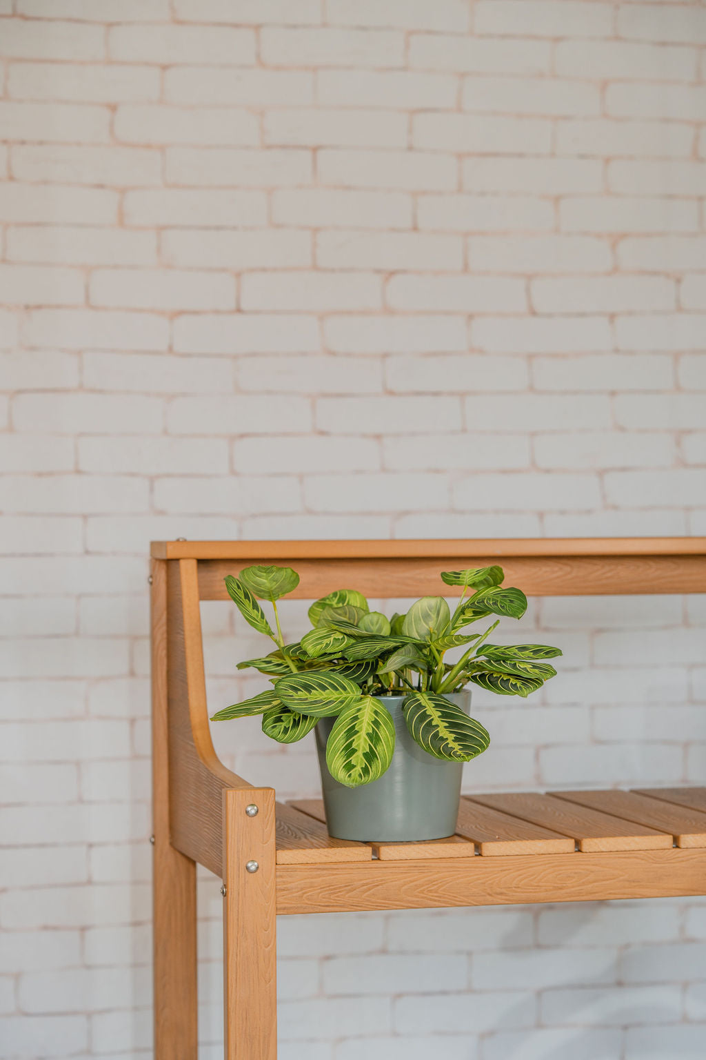 Lemon Lime Maranta (Prayer Plant)