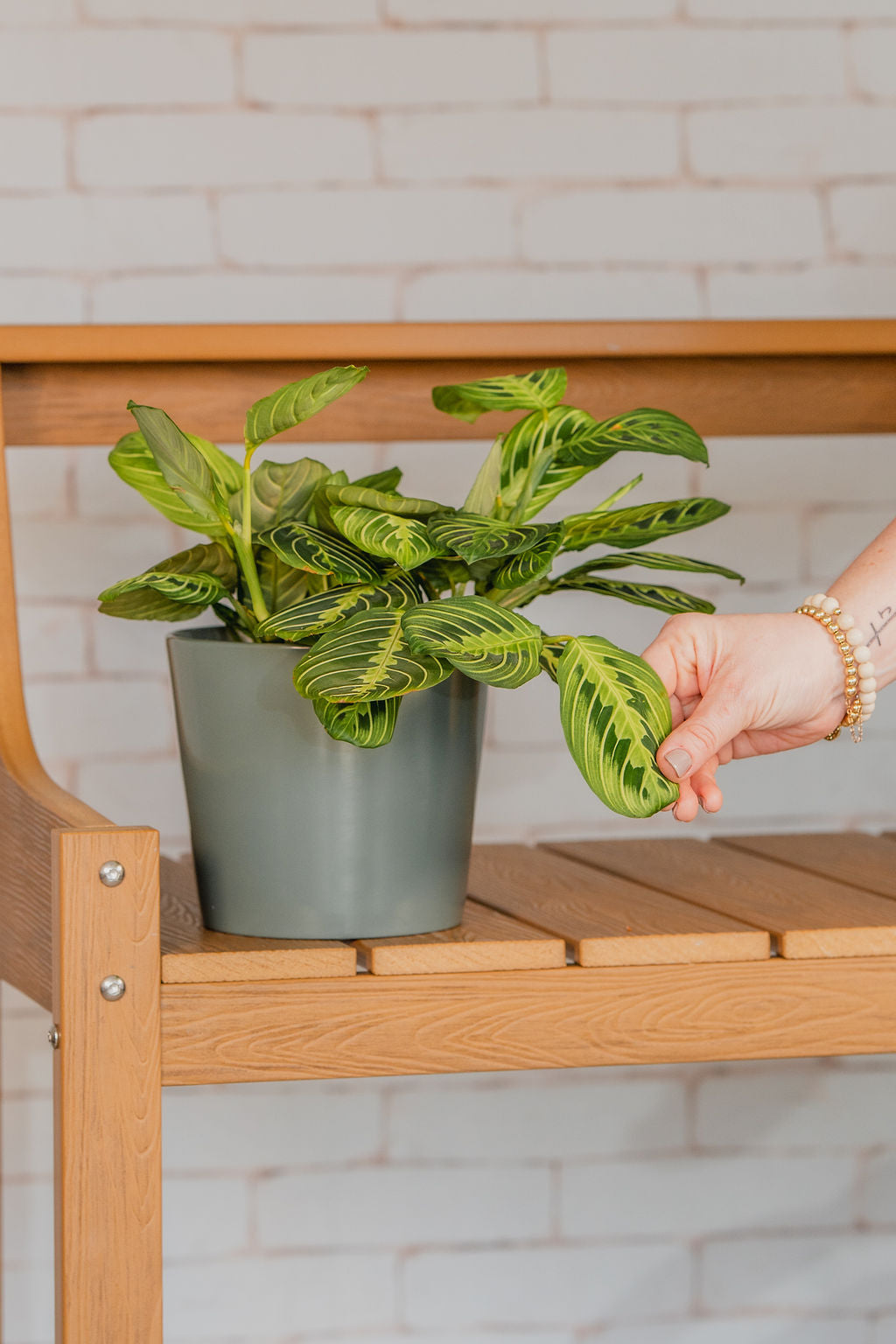 Lemon Lime Maranta (Prayer Plant)