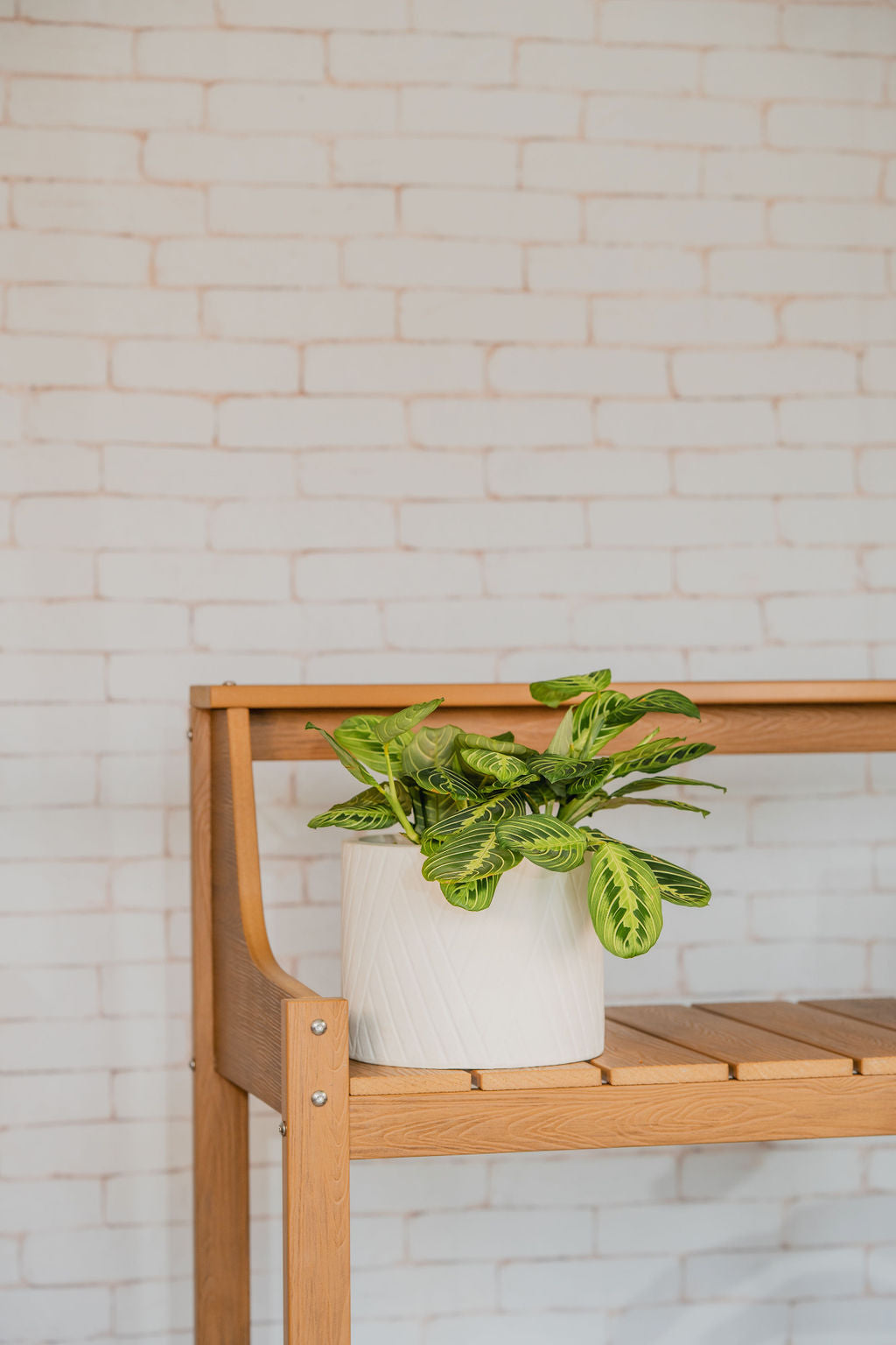 Lemon Lime Maranta (Prayer Plant)