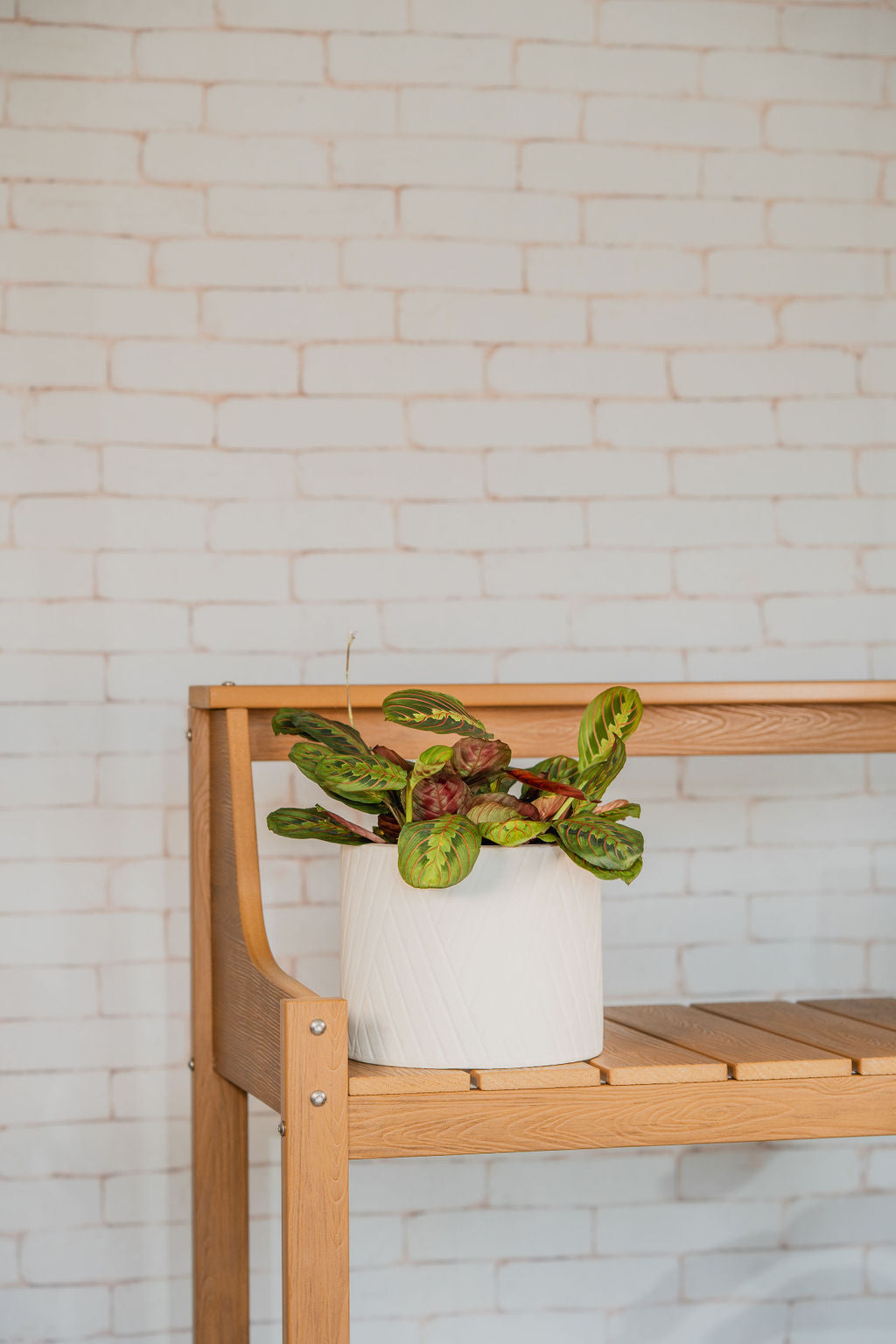 Red Maranta (Prayer Plant)