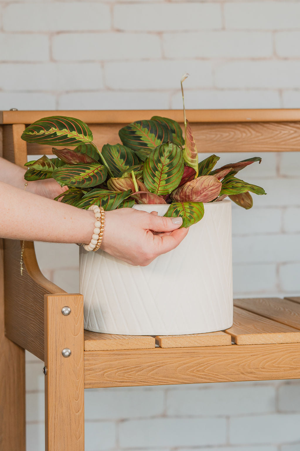 Red Maranta (Prayer Plant)