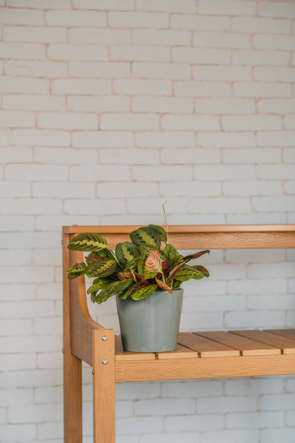 Red Maranta (Prayer Plant)