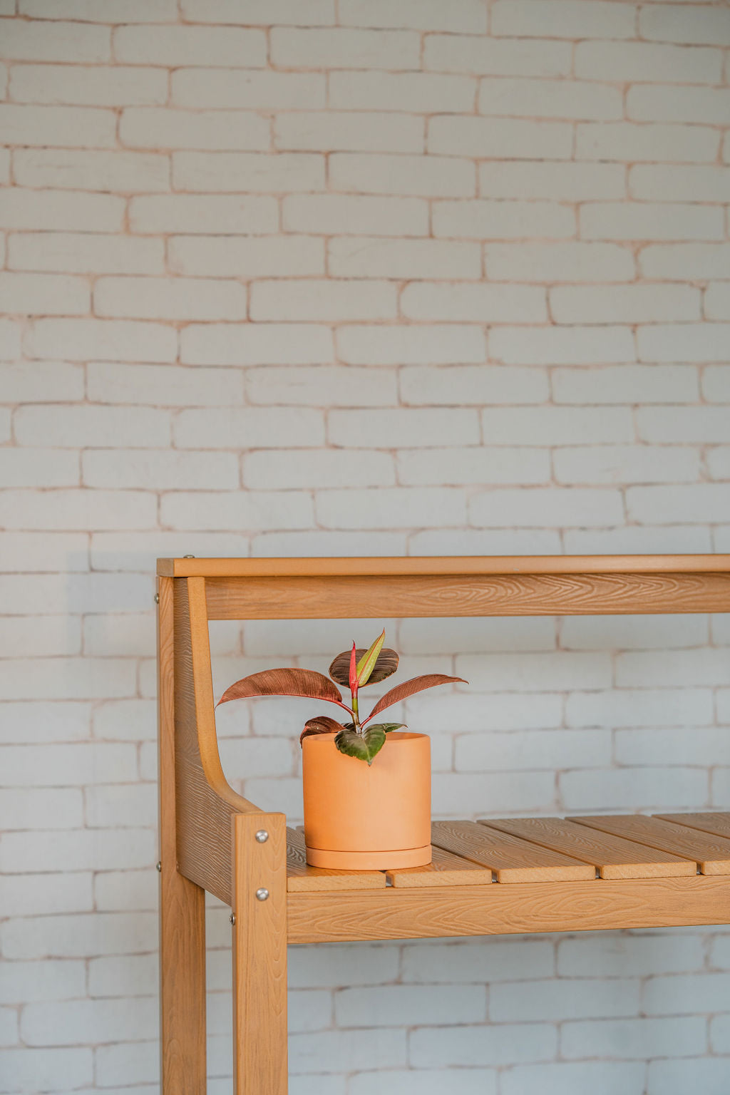 Ficus Elastica Ruby Pink