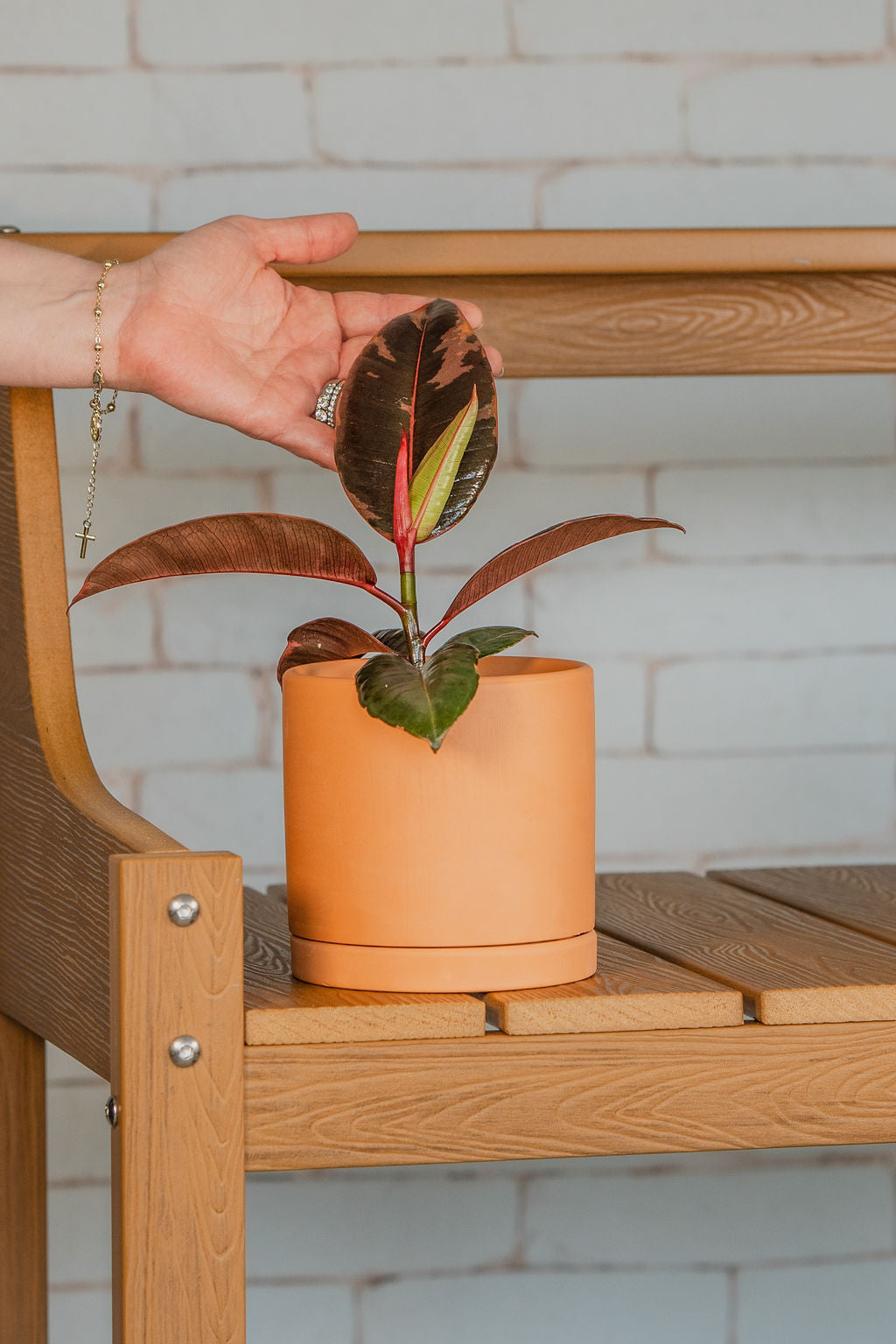 Ficus Elastica Ruby Pink