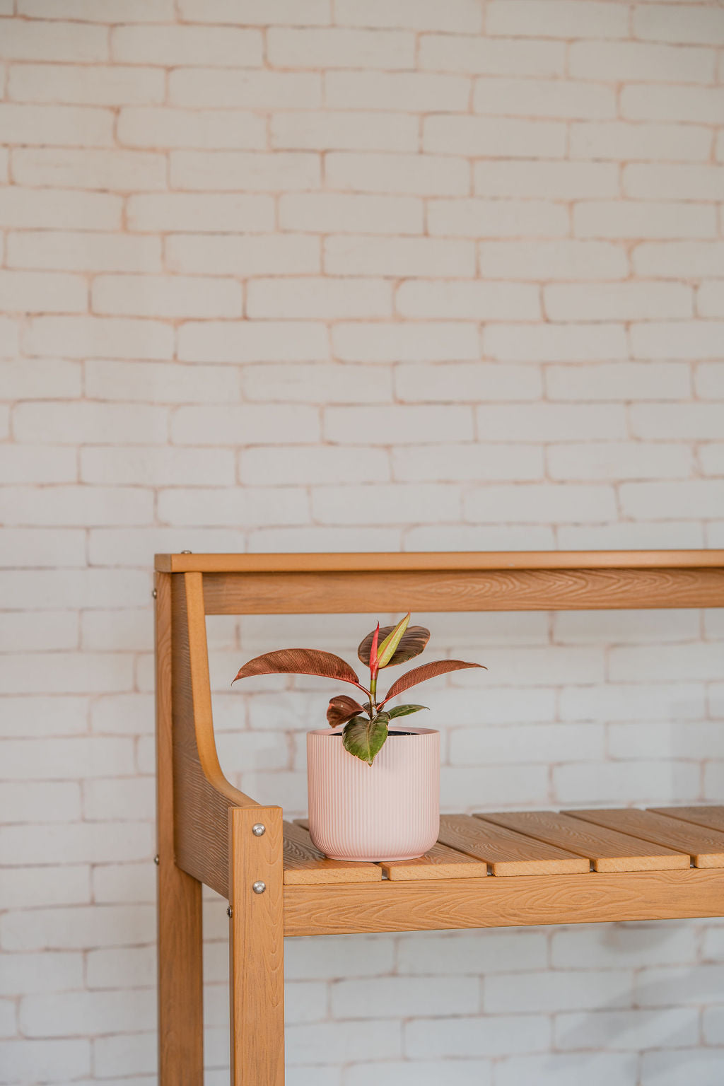 Ficus Elastica Ruby Pink indoor plant