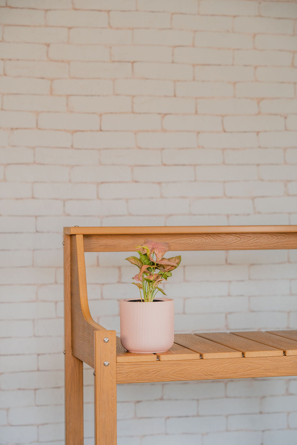 Strawberry Syngonium