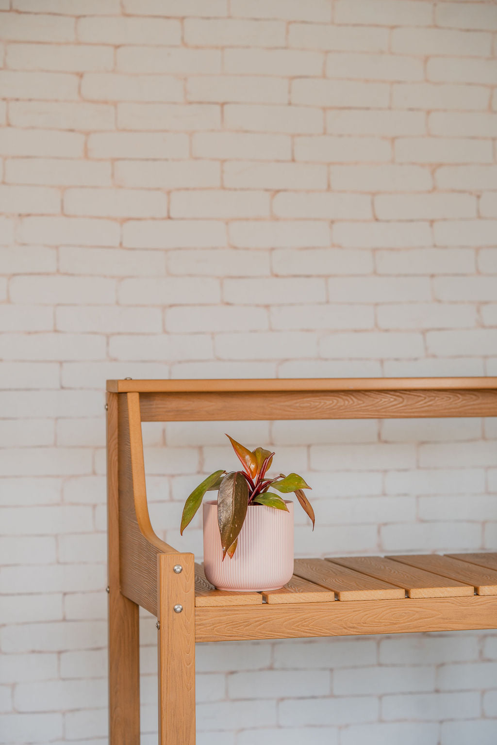 Pink Princess Philodendron