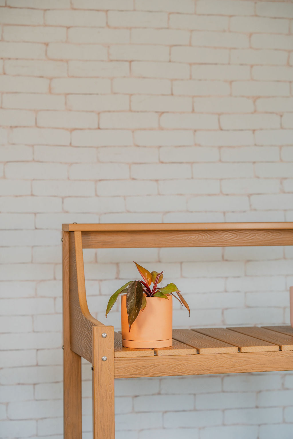 Pink Princess Philodendron