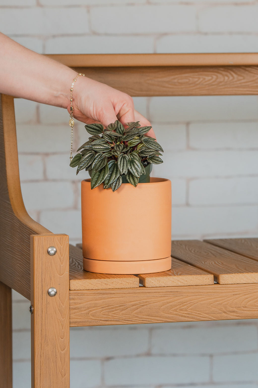 Peperomia Rosso