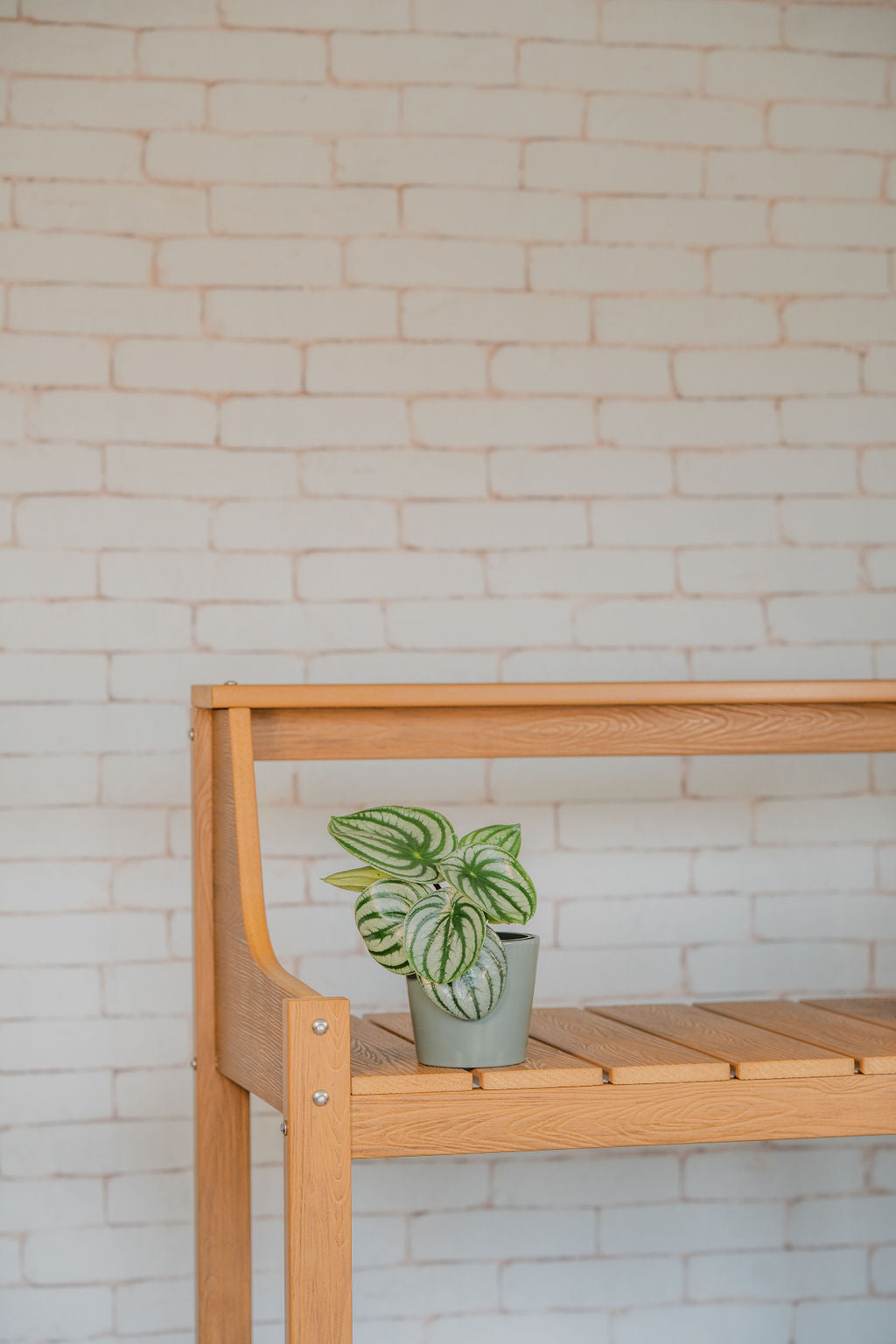Peperomia Watermelon