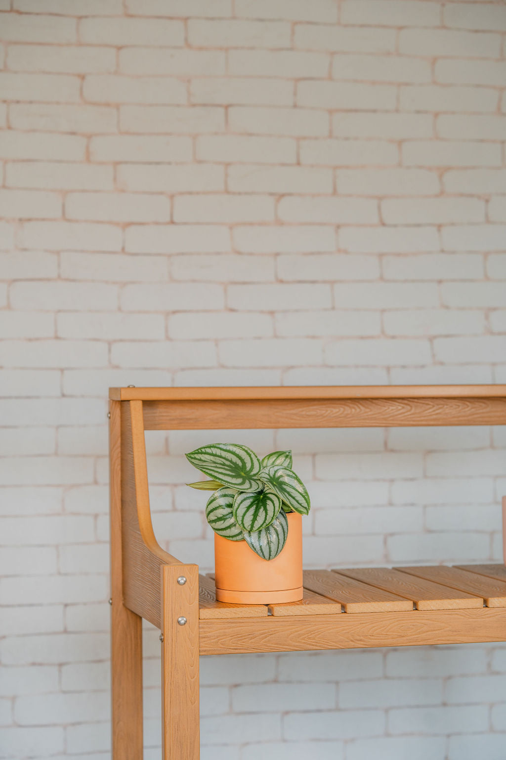 Peperomia Watermelon