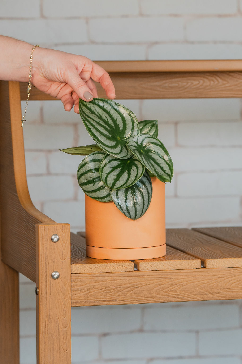 Peperomia Watermelon
