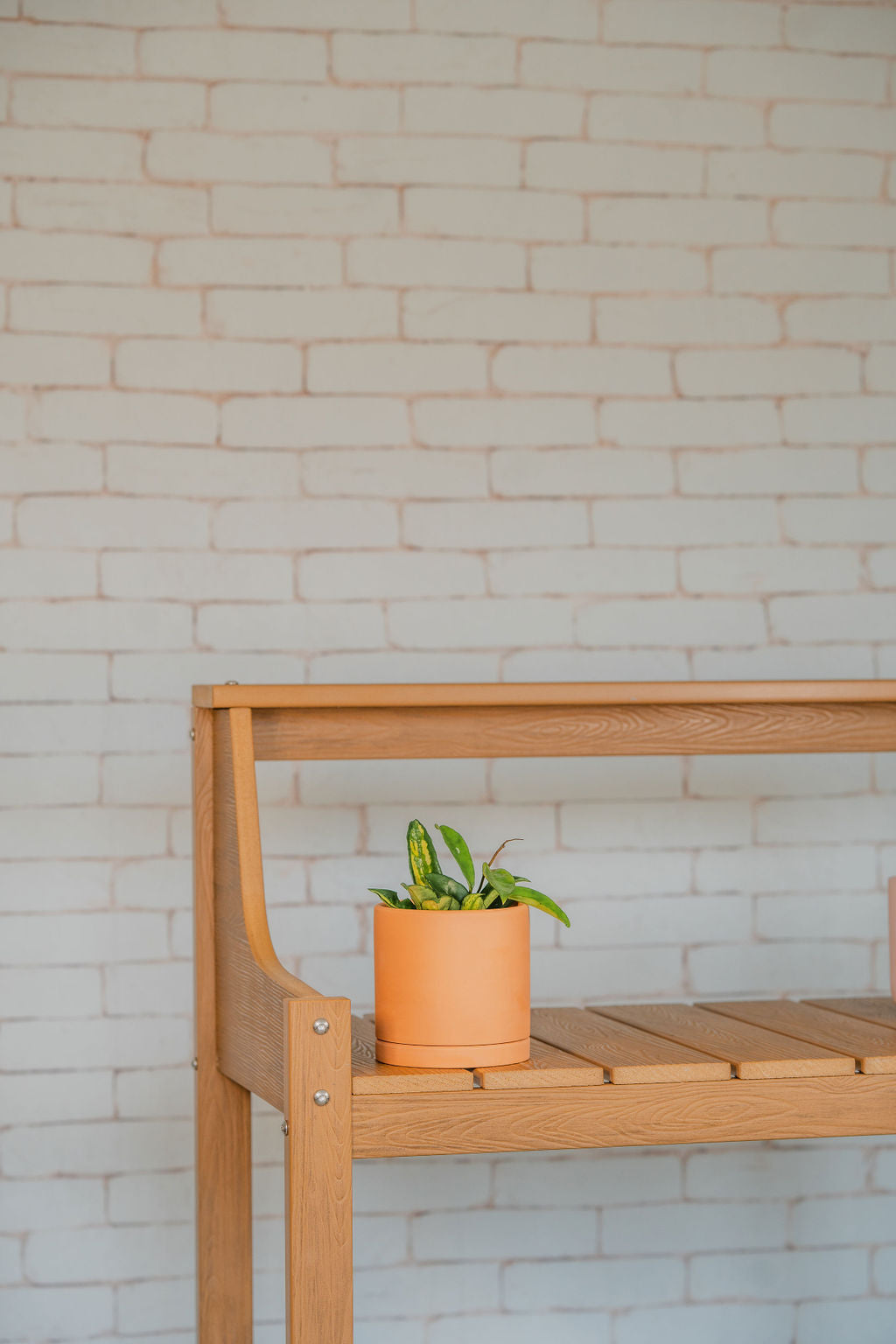 Krimson Princess Hoya