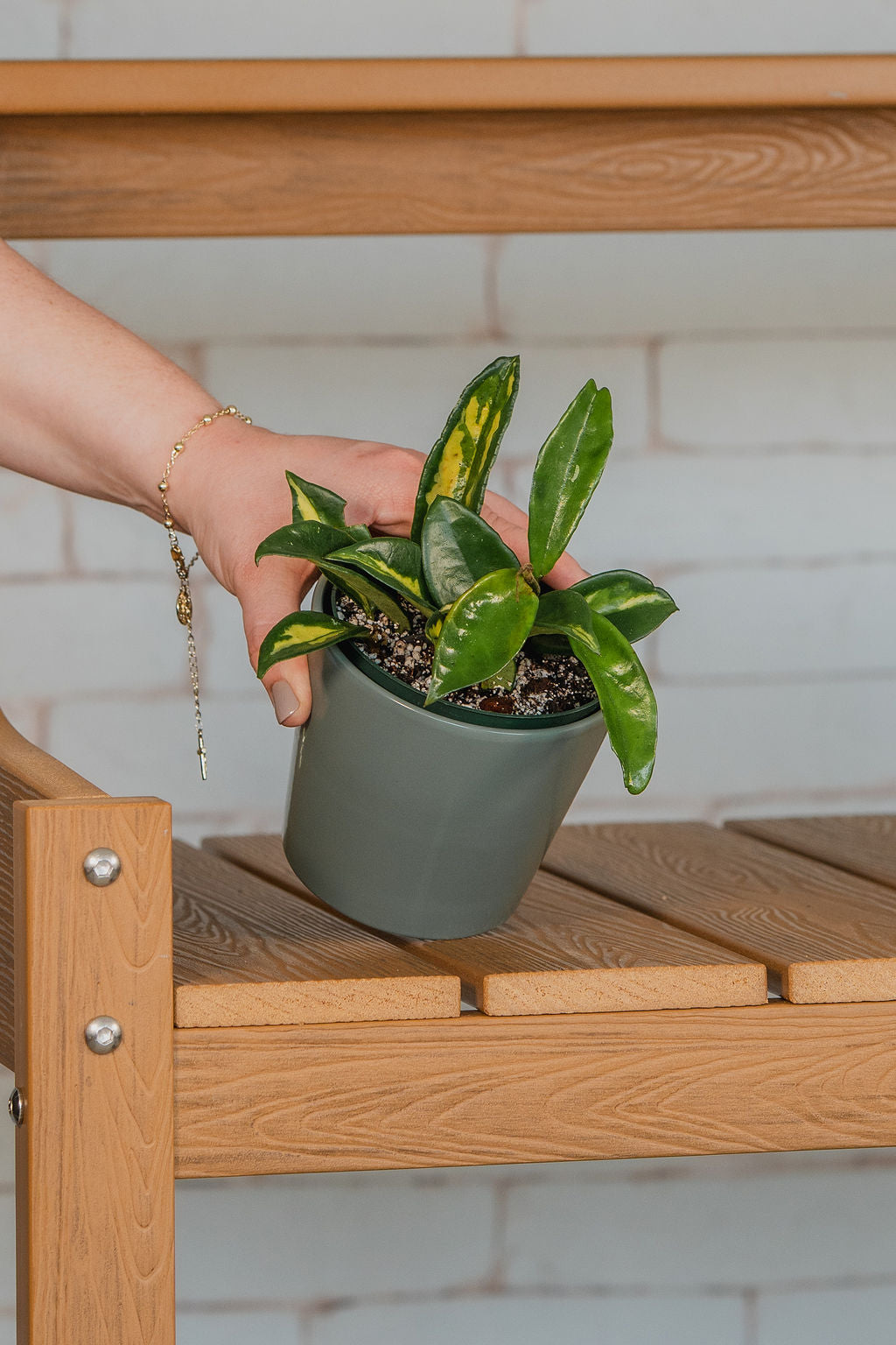 Krimson Princess Hoya