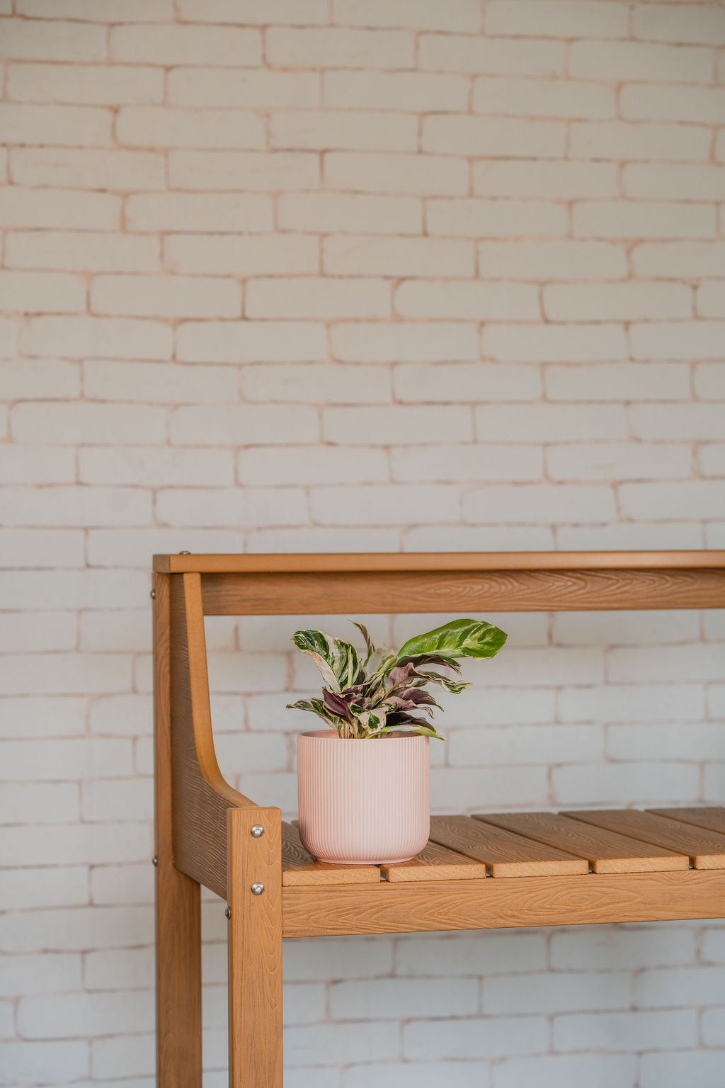 White Fusion Calathea