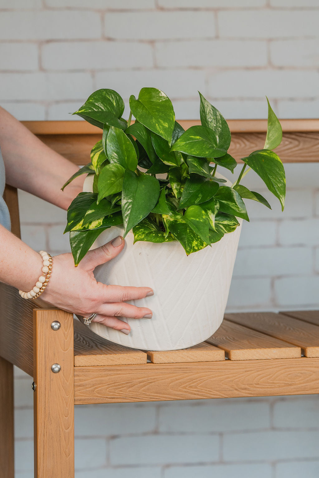 Golden Pothos