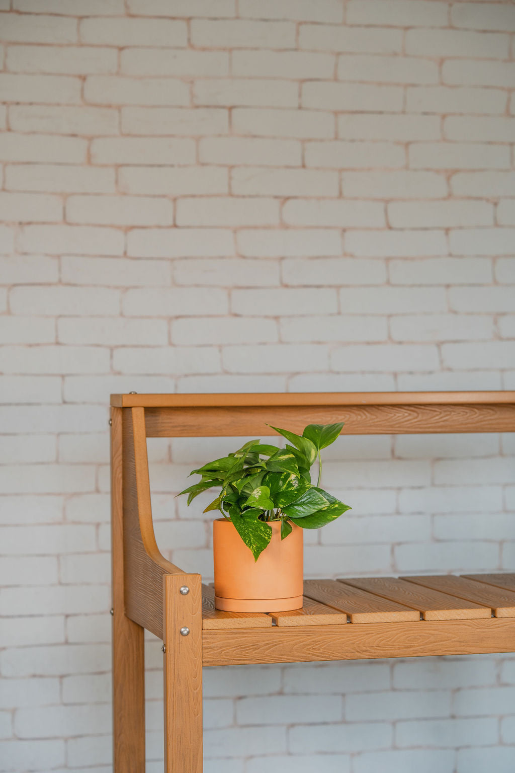 Golden Pothos