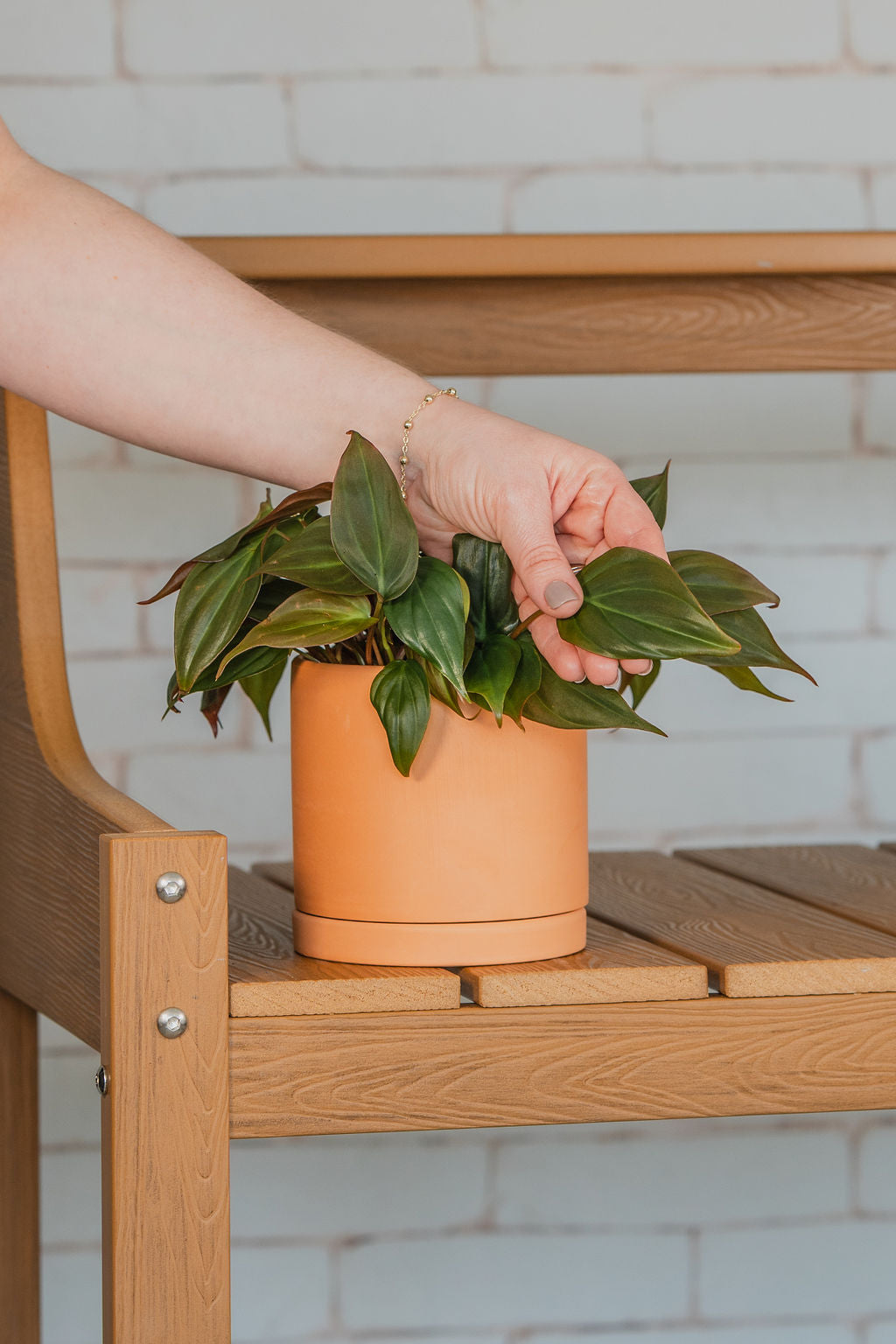 Velvet Philodendron