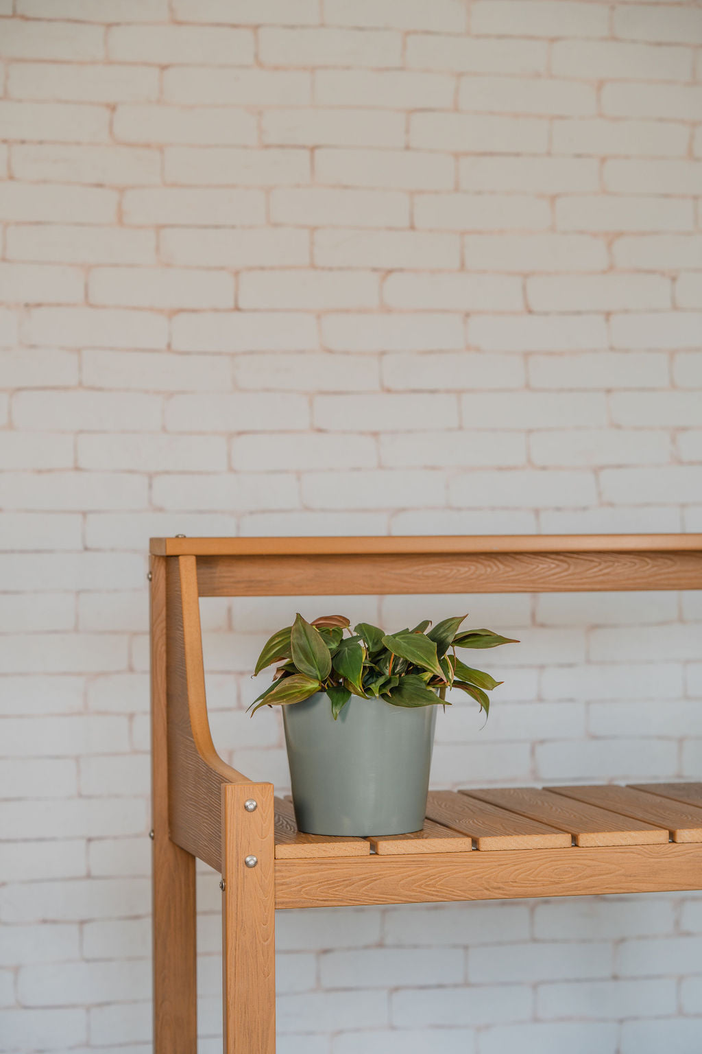 Velvet Philodendron