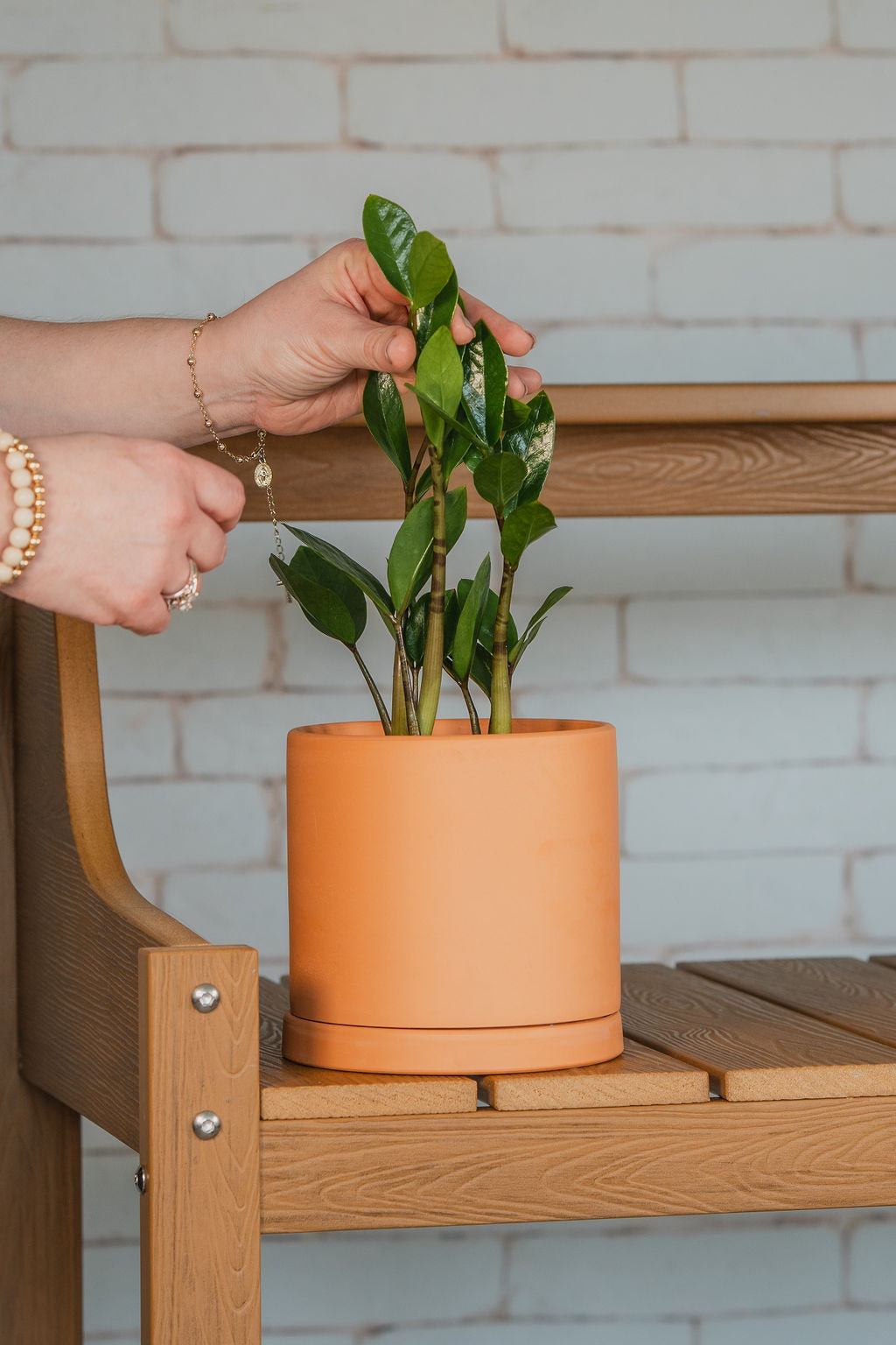 Zamioculcas Zamiifolia "ZZ&