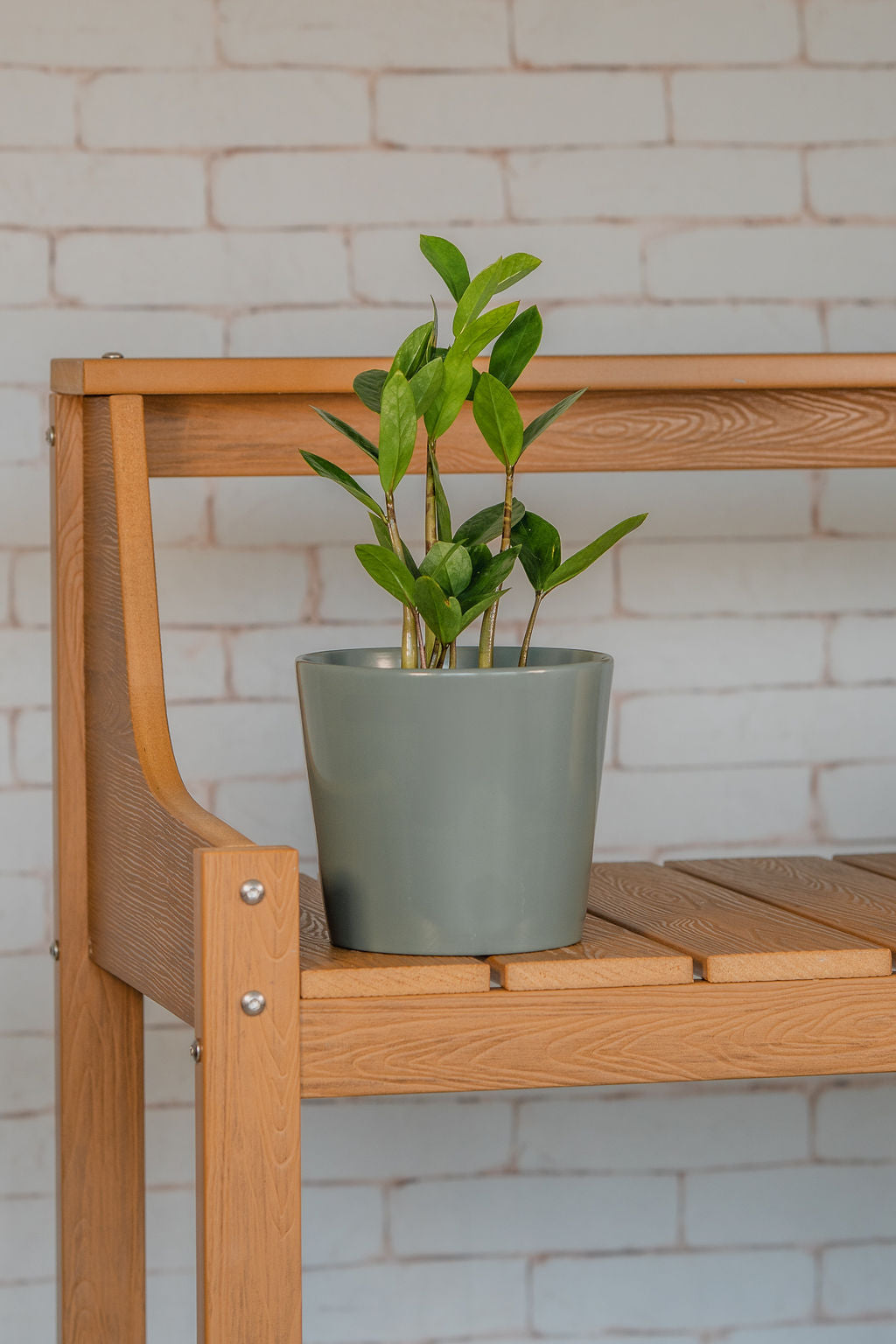 Zamioculcas Zamiifolia "ZZ&