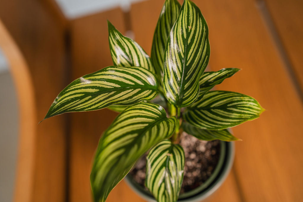 Vittata Calathea