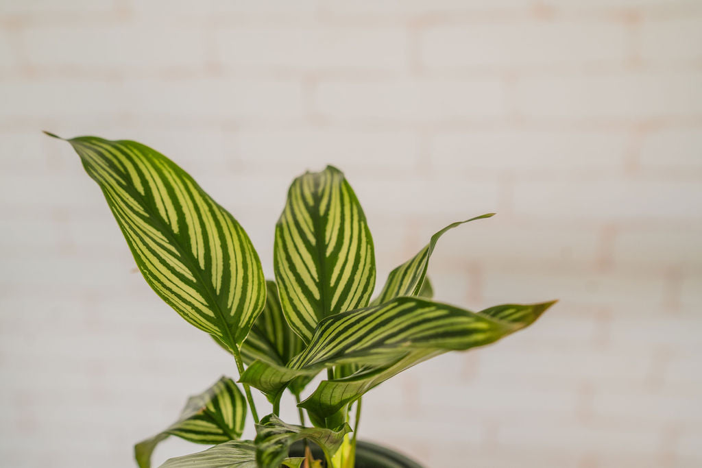 Low light indoor plants