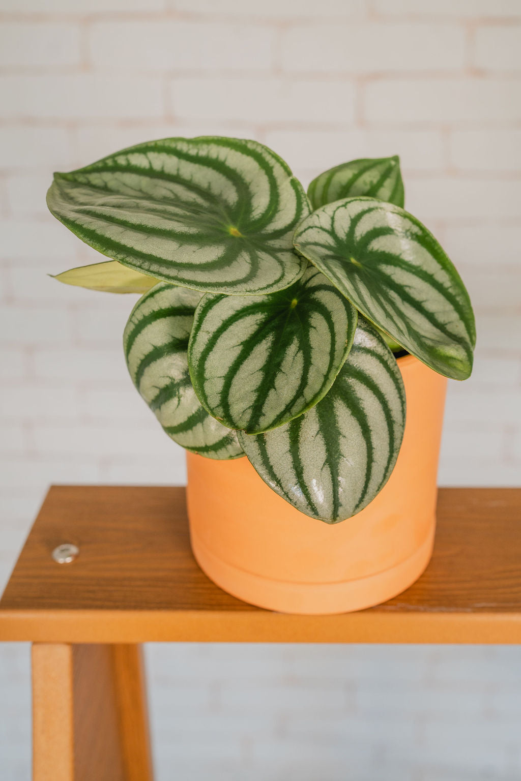 Peperomia Watermelon