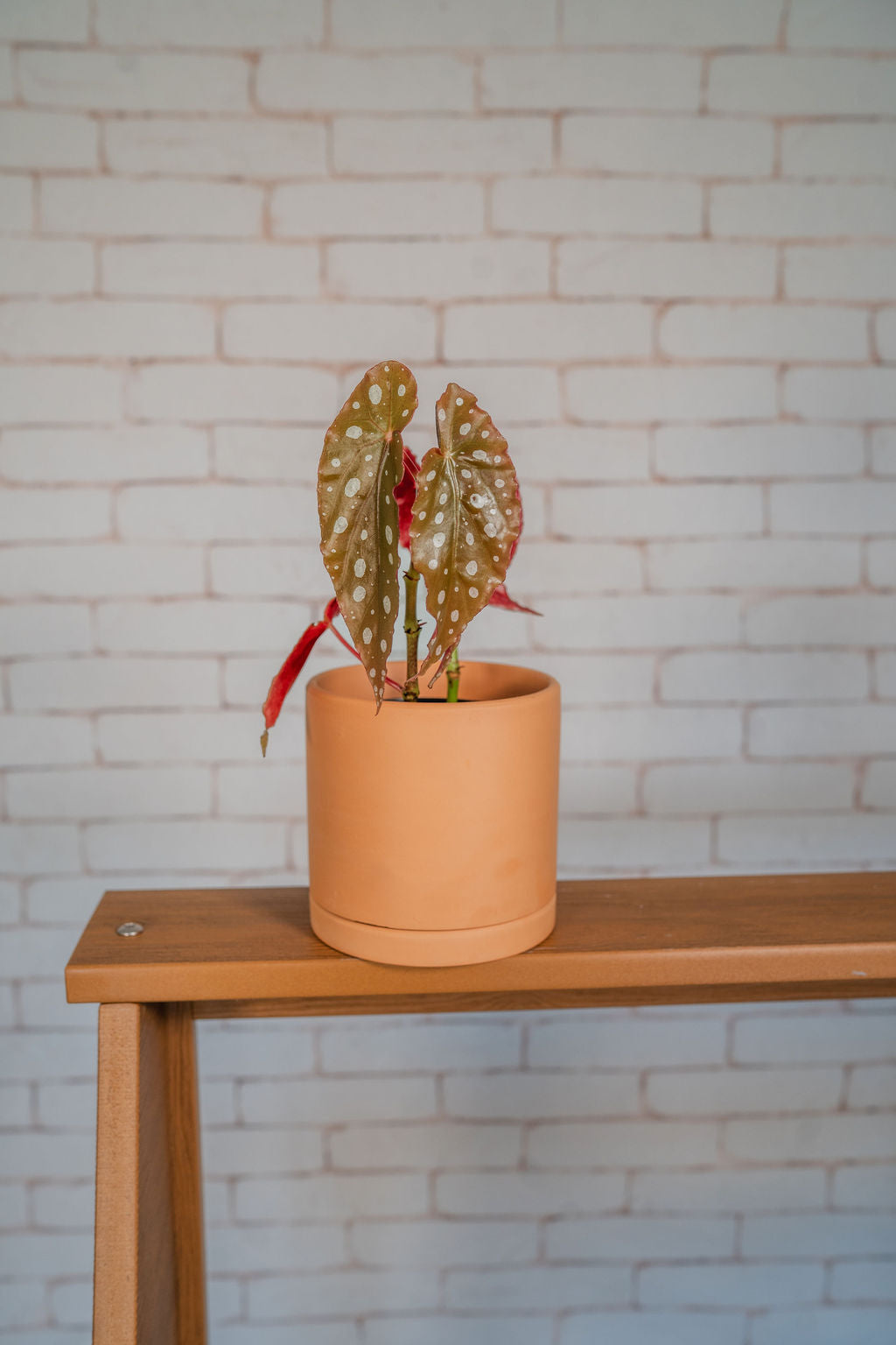 Begonia Maculata