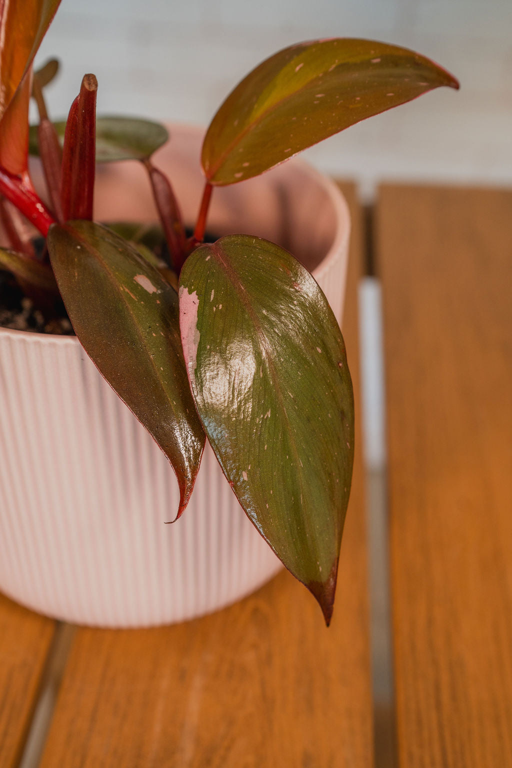 Pink Princess Philodendron