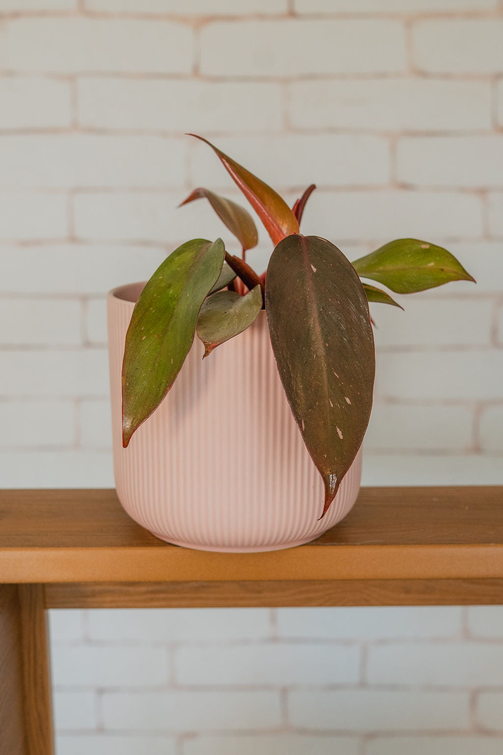 Pink Princess Philodendron