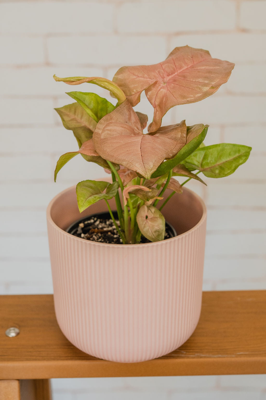 Strawberry Syngonium