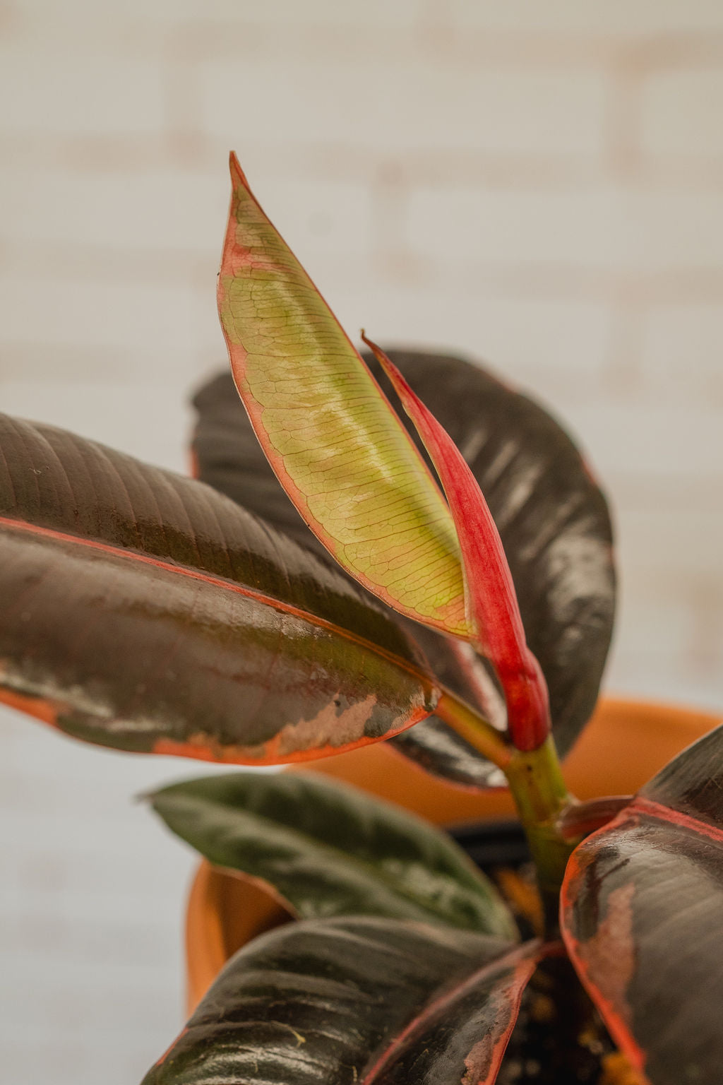Ficus Elastica Ruby Pink