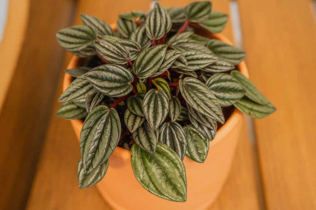 Peperomia Rosso