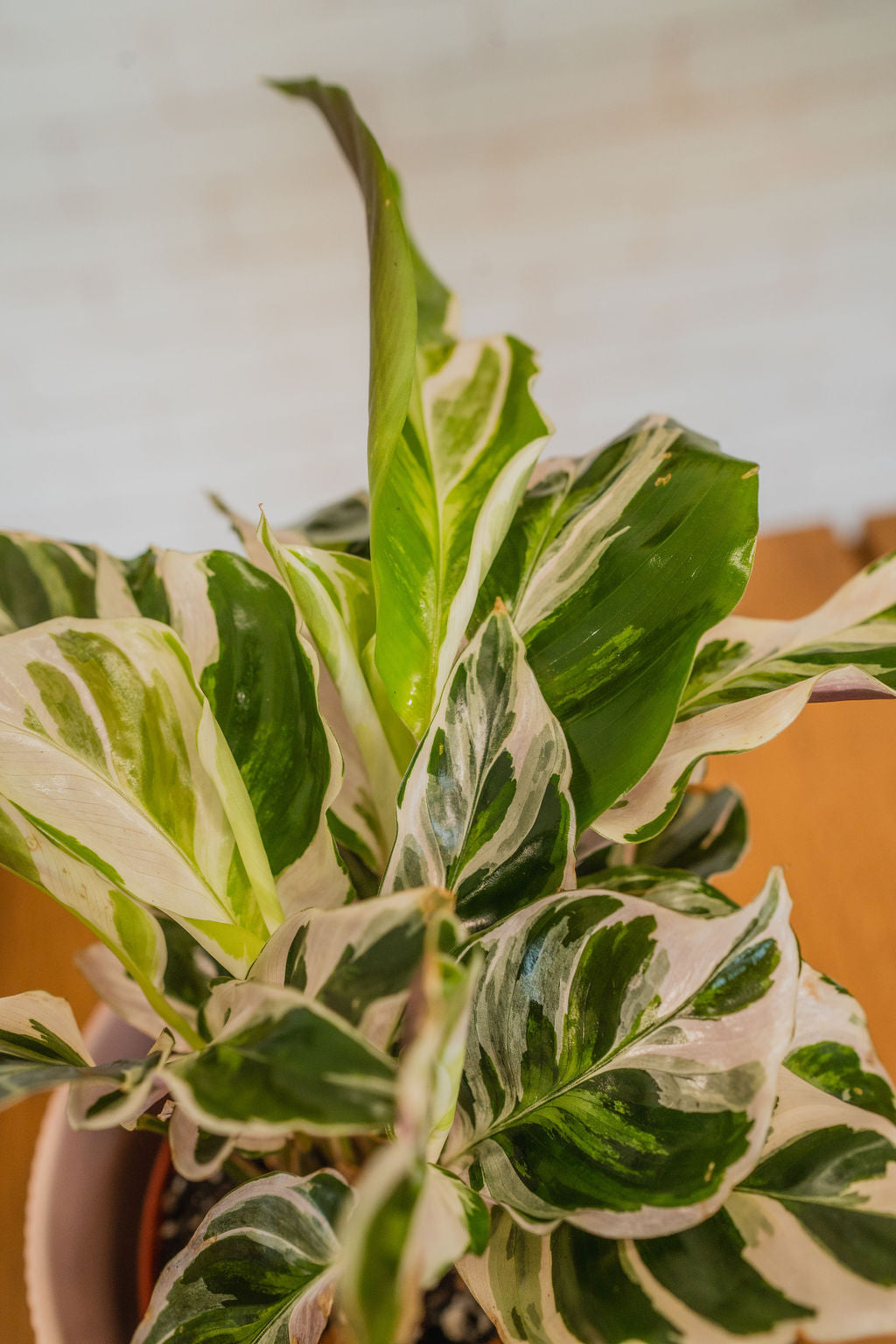 White Fusion Calathea