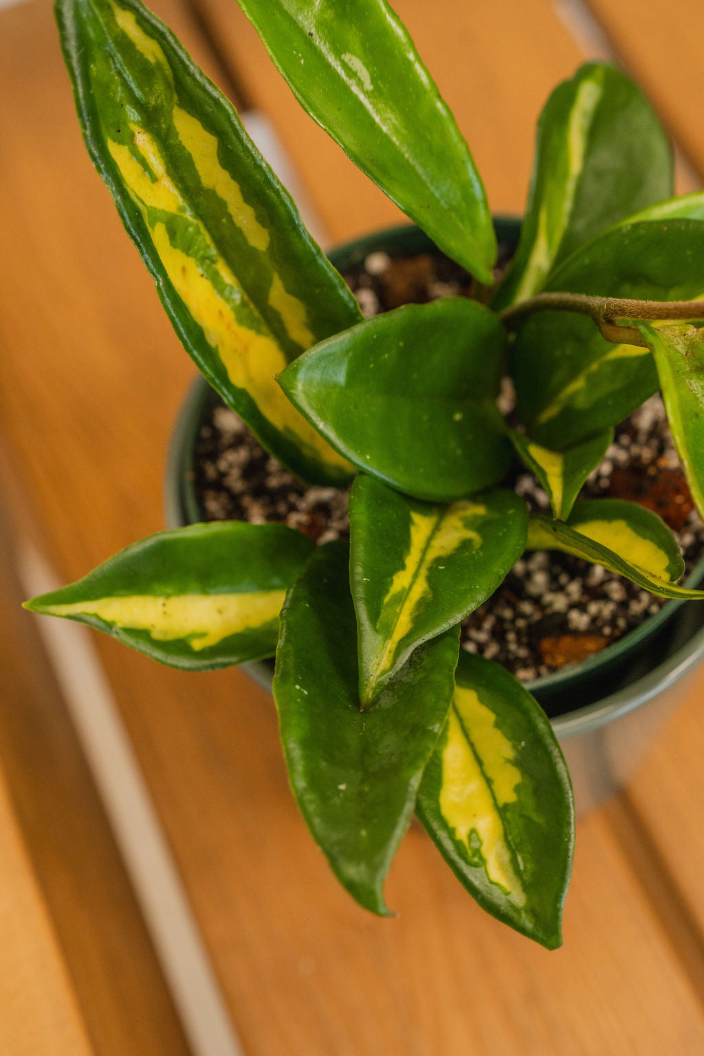 Krimson Princess Hoya