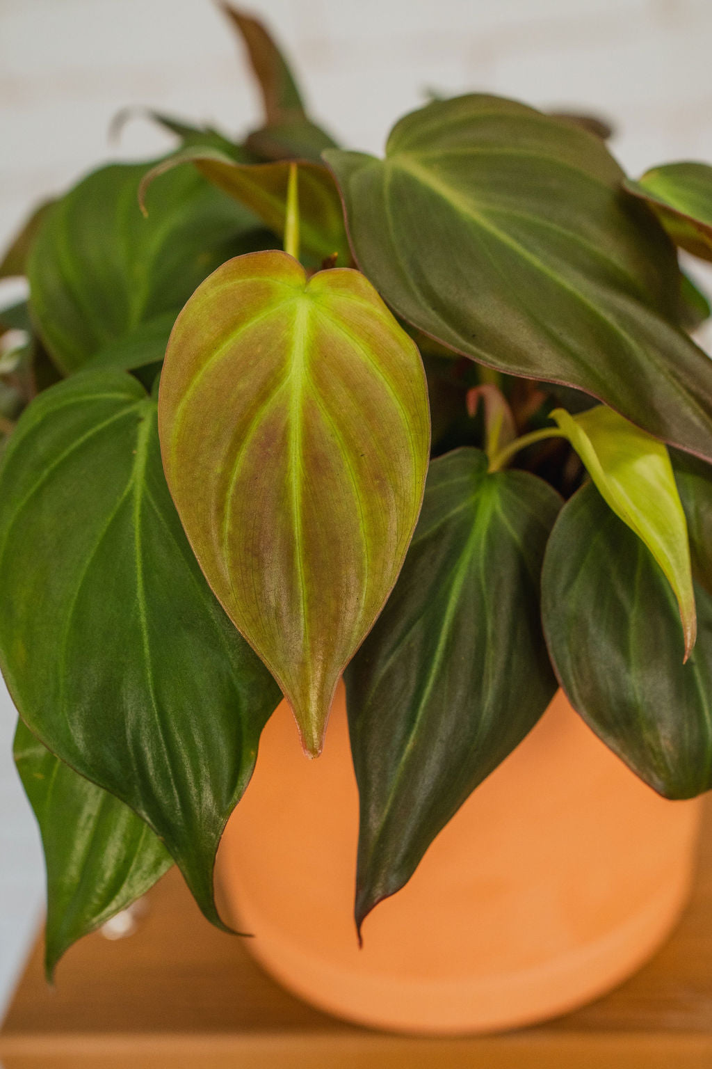 Velvet Philodendron