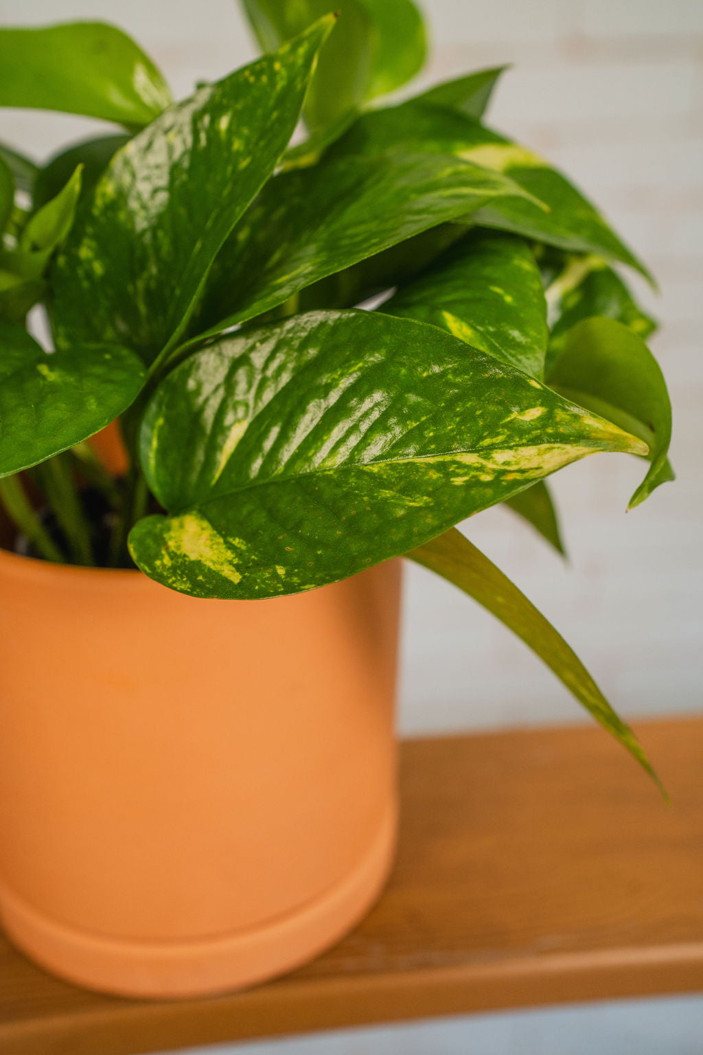 Golden Pothos