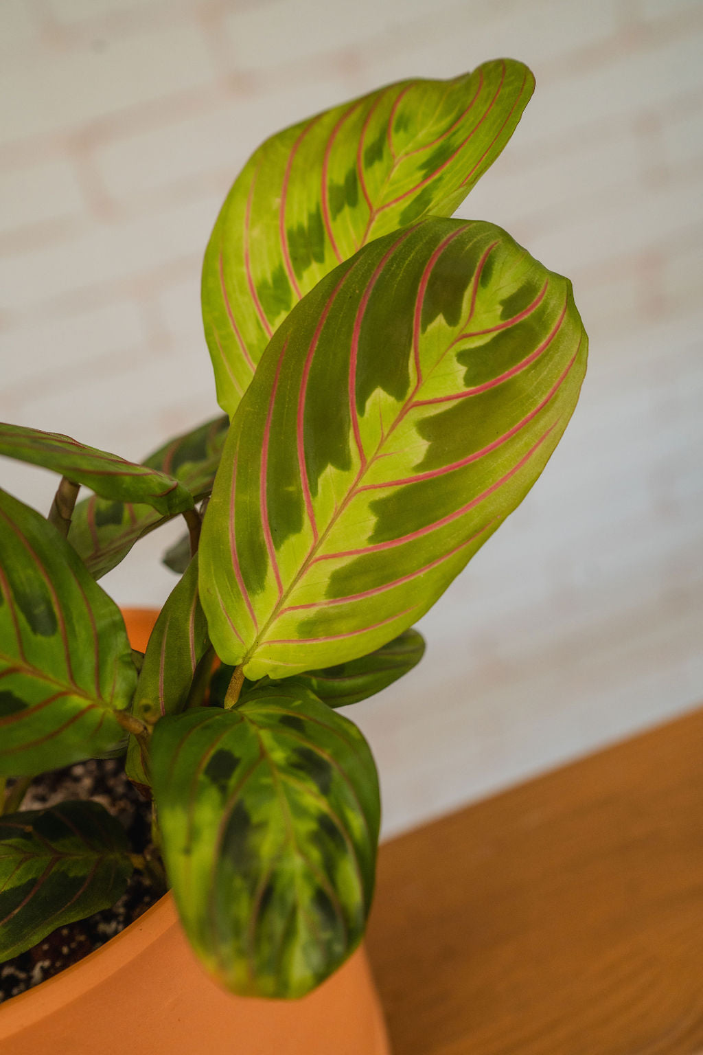 Red Maranta (Prayer Plant)