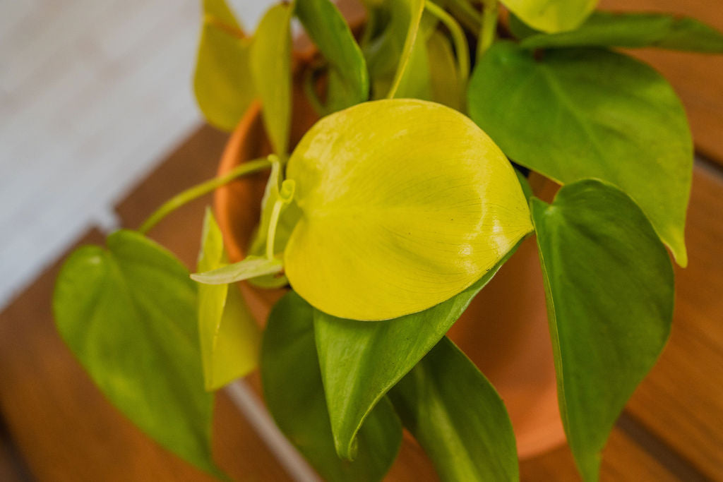 Neon Pothos