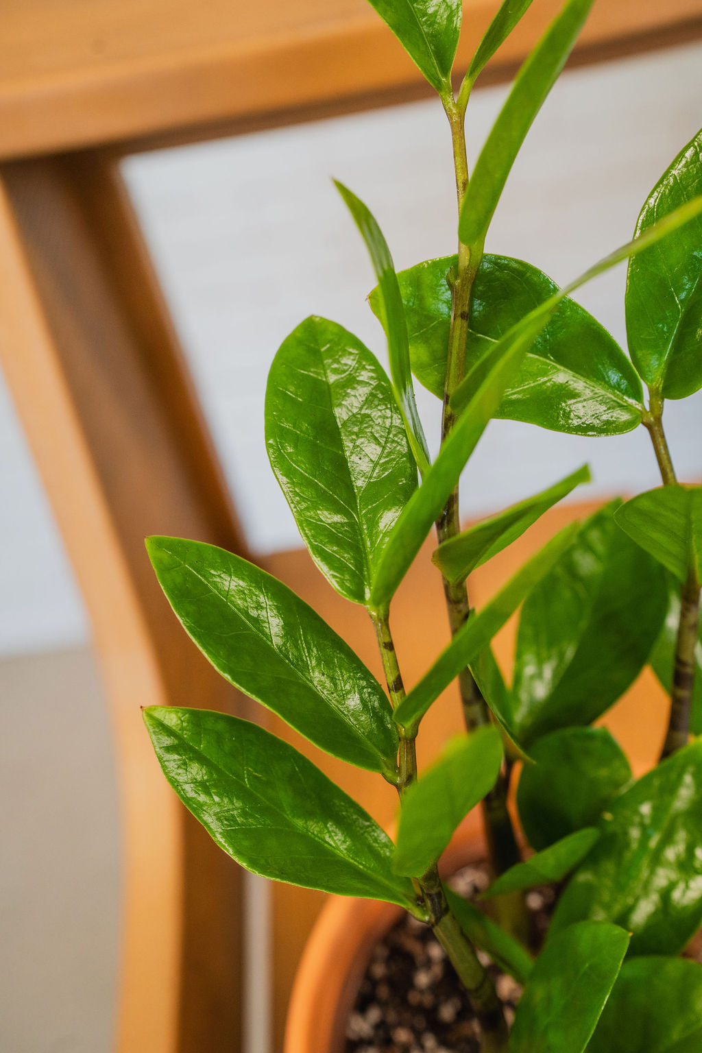Zamioculcas Zamiifolia "ZZ&